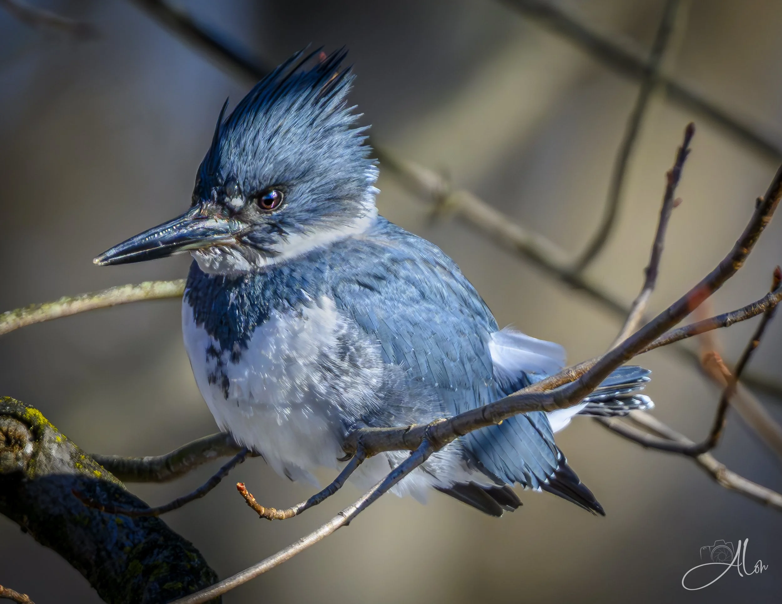 Sourpuss (Belted Kingfisher) 0Z85538
