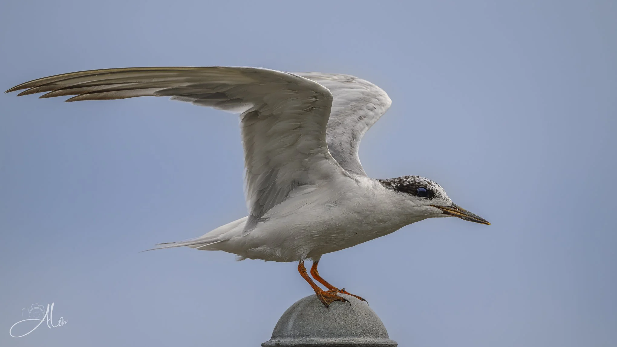 Flag Pole Topper (Forster's Tern) _0Z85281