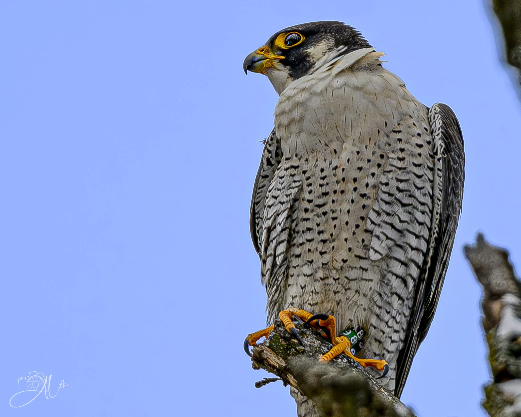 Tag! You're It!
(Peregrine Falcon)
0Z82372