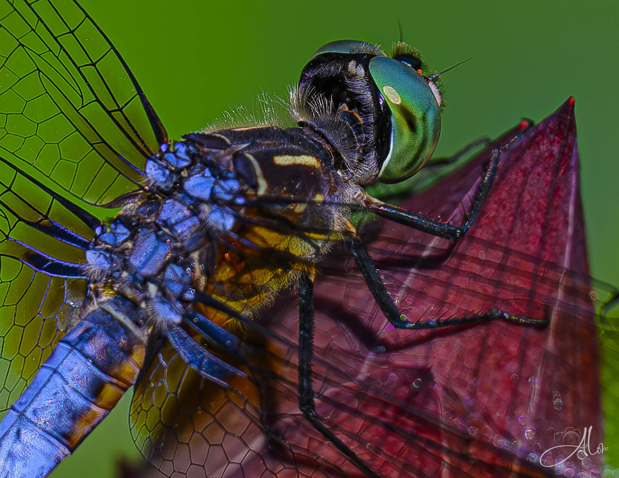 Tiny Hexagons (Some Kind of Dragonfly) 072526_8460