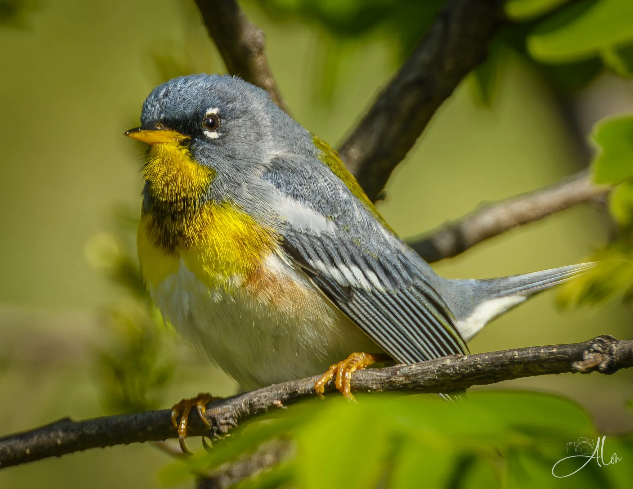 (Northern Parula)
0Z82400