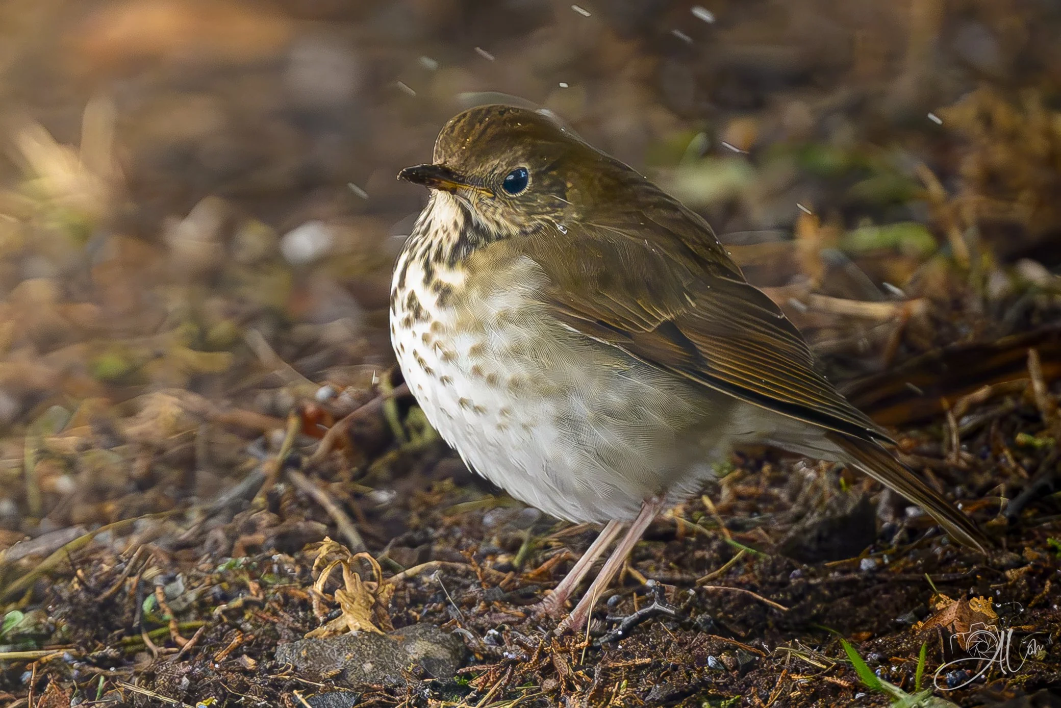 A Light Flurry of Activity
(Hermit Thrush)
0Z84592