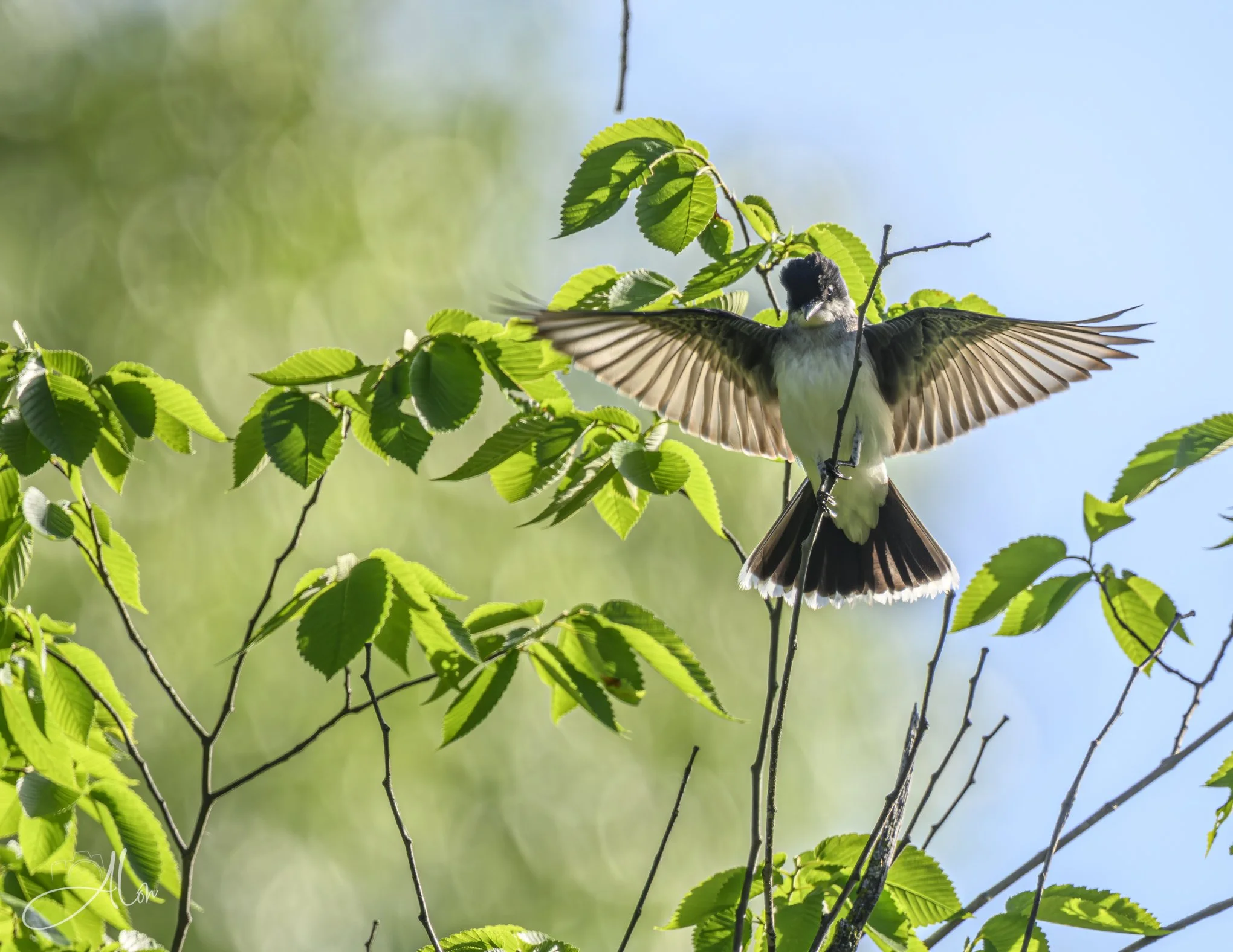 Angelic (Eastern Kingbird) 0Z82478