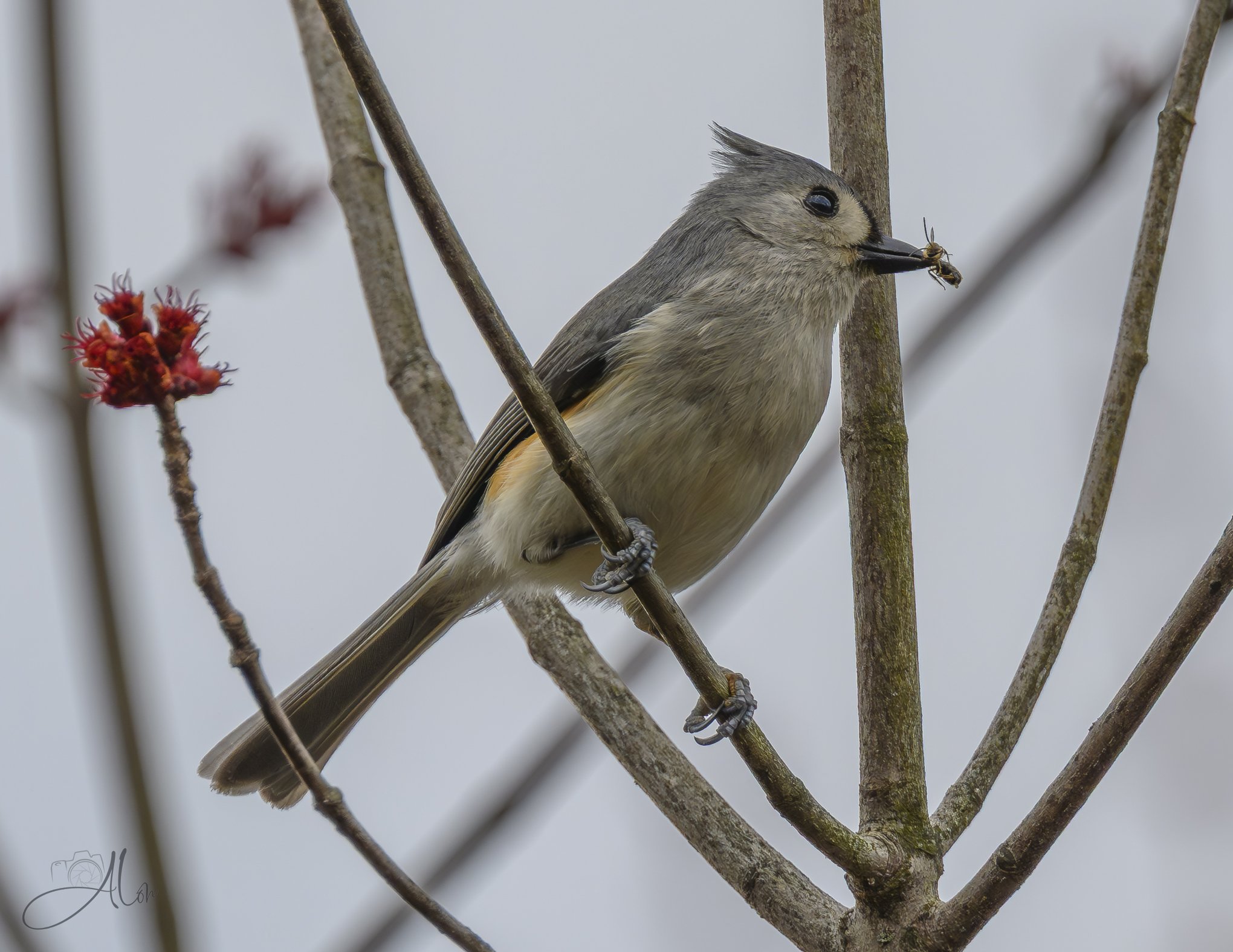 With Ant May
(Tufted Titmouse)
0Z87605
