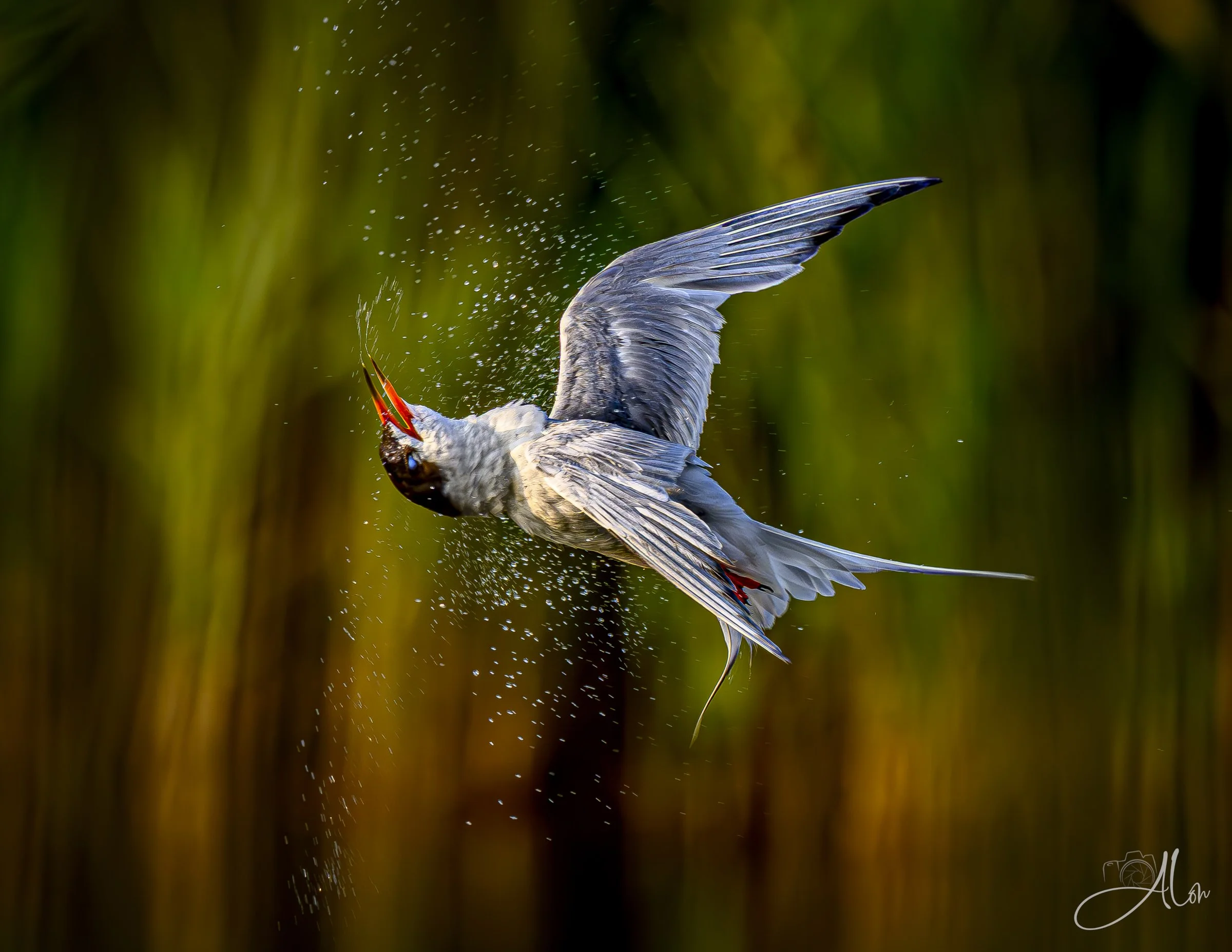Barrel Roll (Forster's Tern)_0Z83851