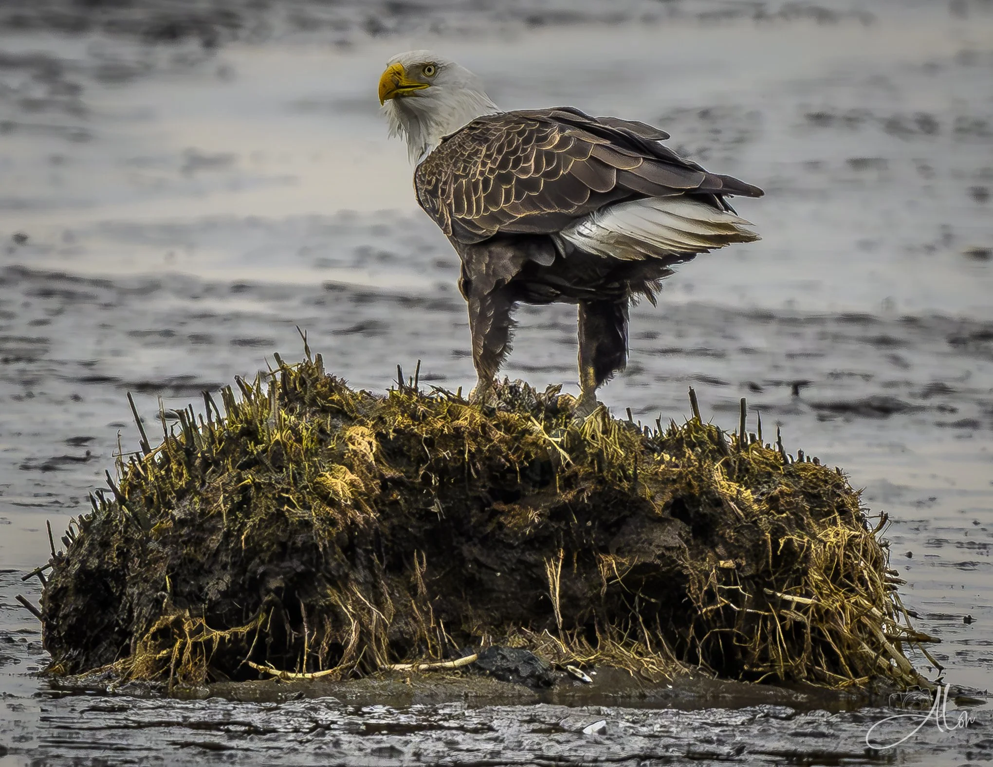 Don't Watch While I Eat
(Bald Eagle)
0Z83475