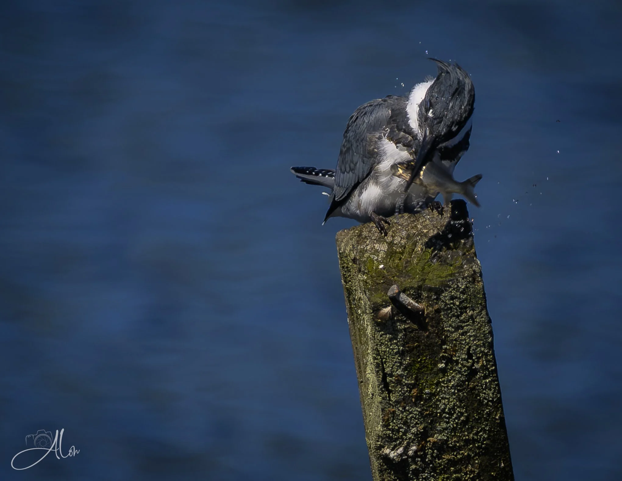 Meal Time (Belted Kingfisher) 081226_0057