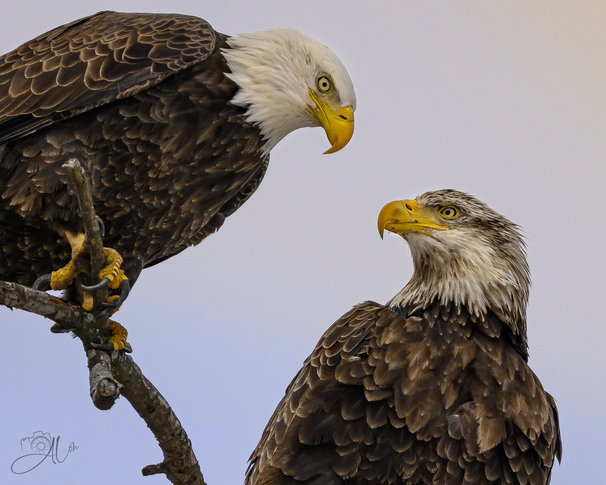 I Got You Babe!
(Bald Eagles)
0Z89936