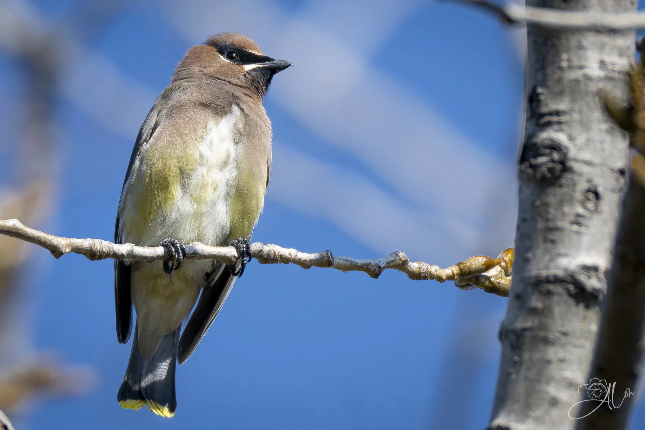 Zorro
(Cedar Waxwing)
0Z83172