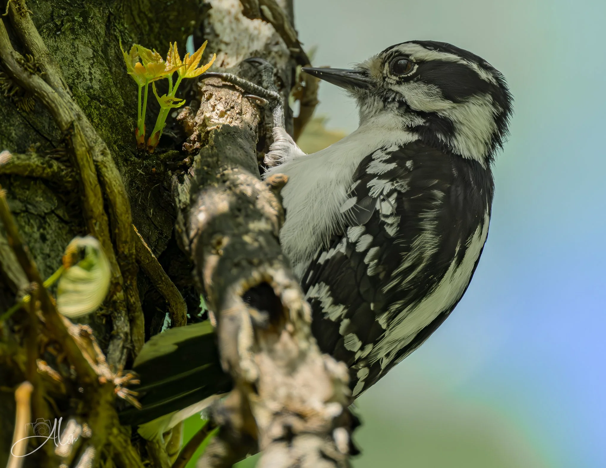 Hen Pecking
(Downy Woodpecker)
0Z86631
