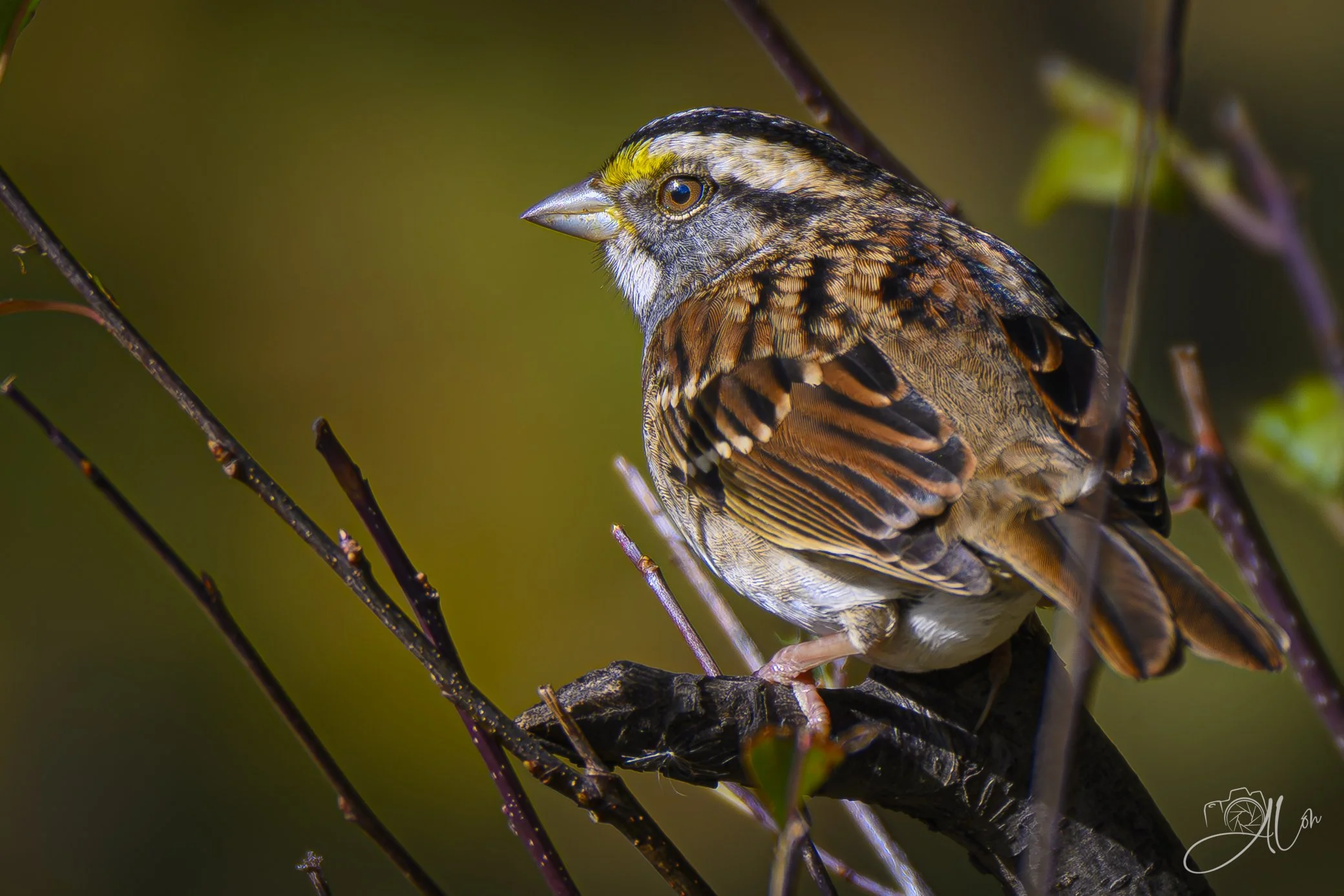 Crisp
(White-Throated Sparrow)
0Z84693