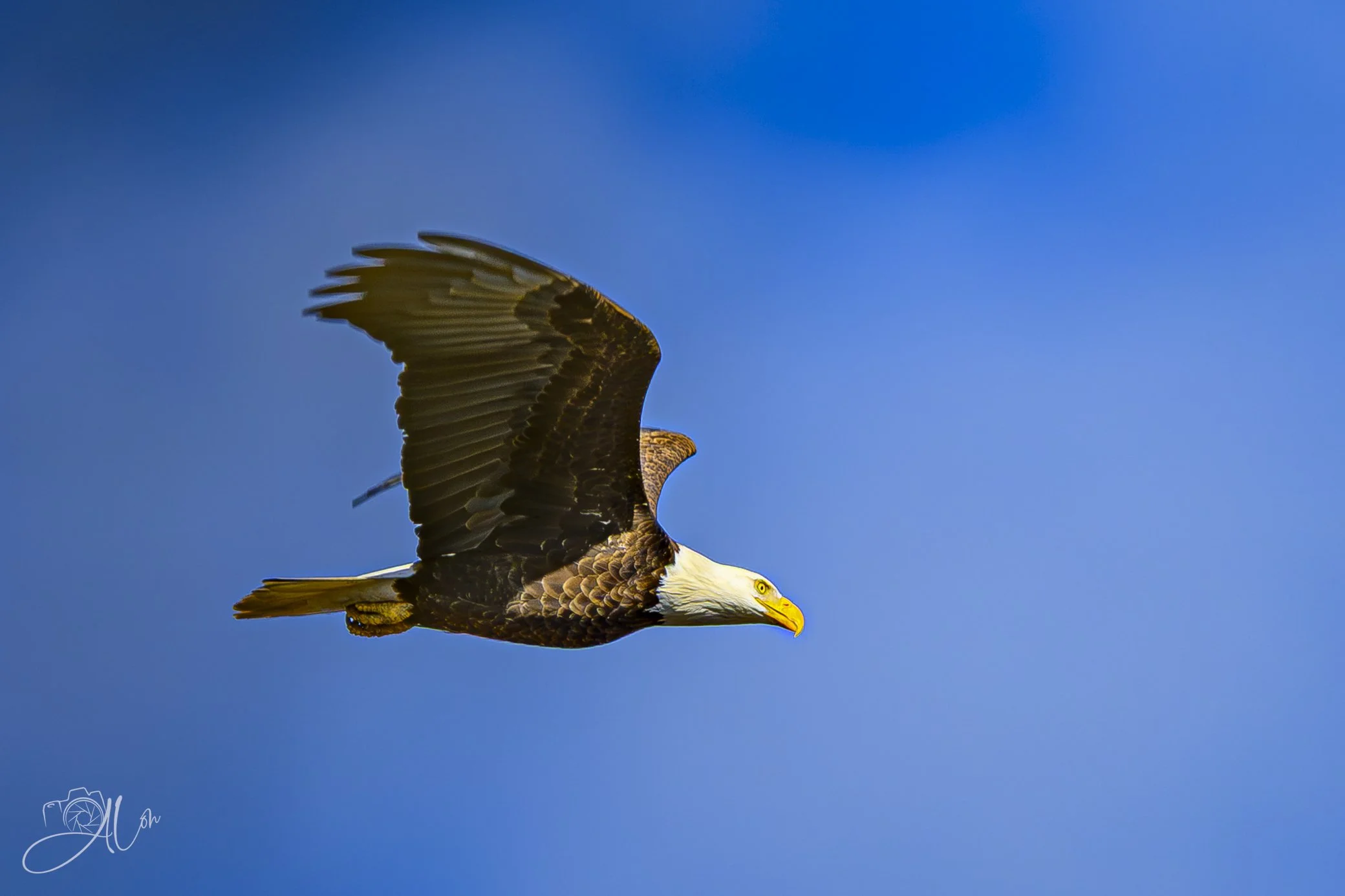 Hang-Glider
(Bald Eagle)
0Z80764