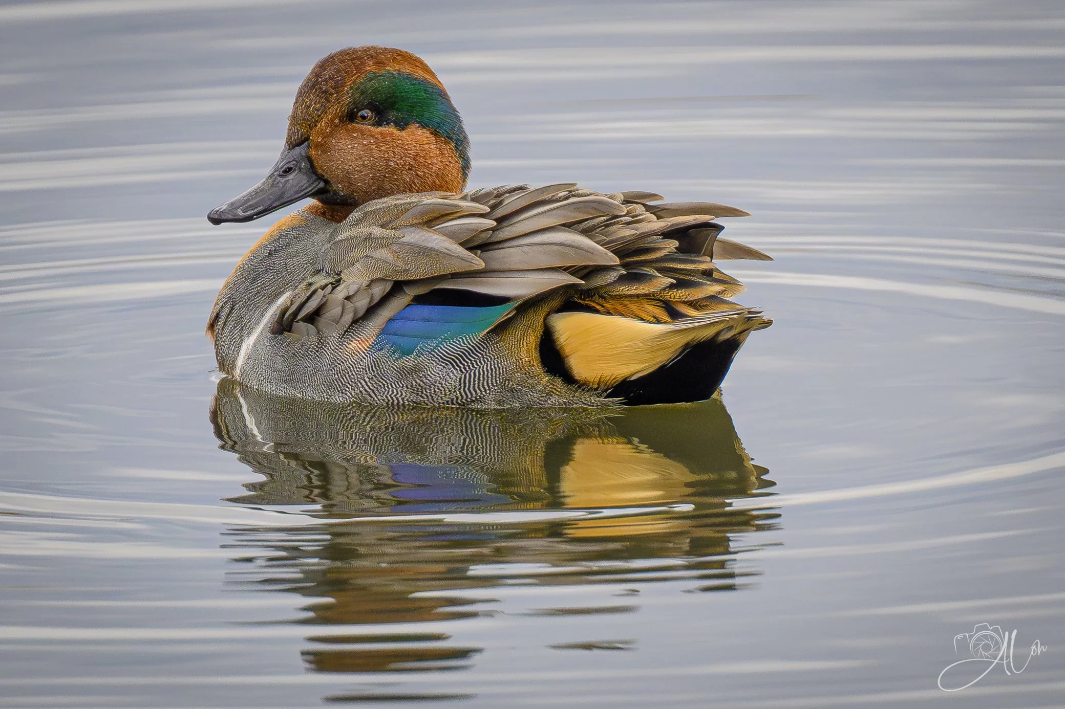 Pastel
(Green-Winged Teal)
0Z89637