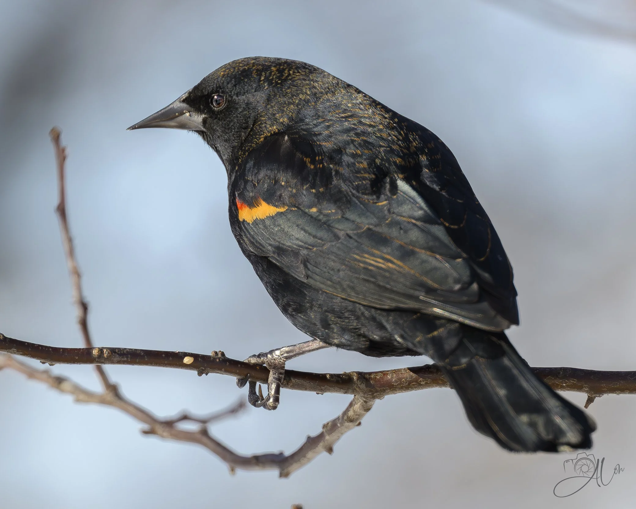 Chillin'
(Red-Winged Blackbird)
0Z81885