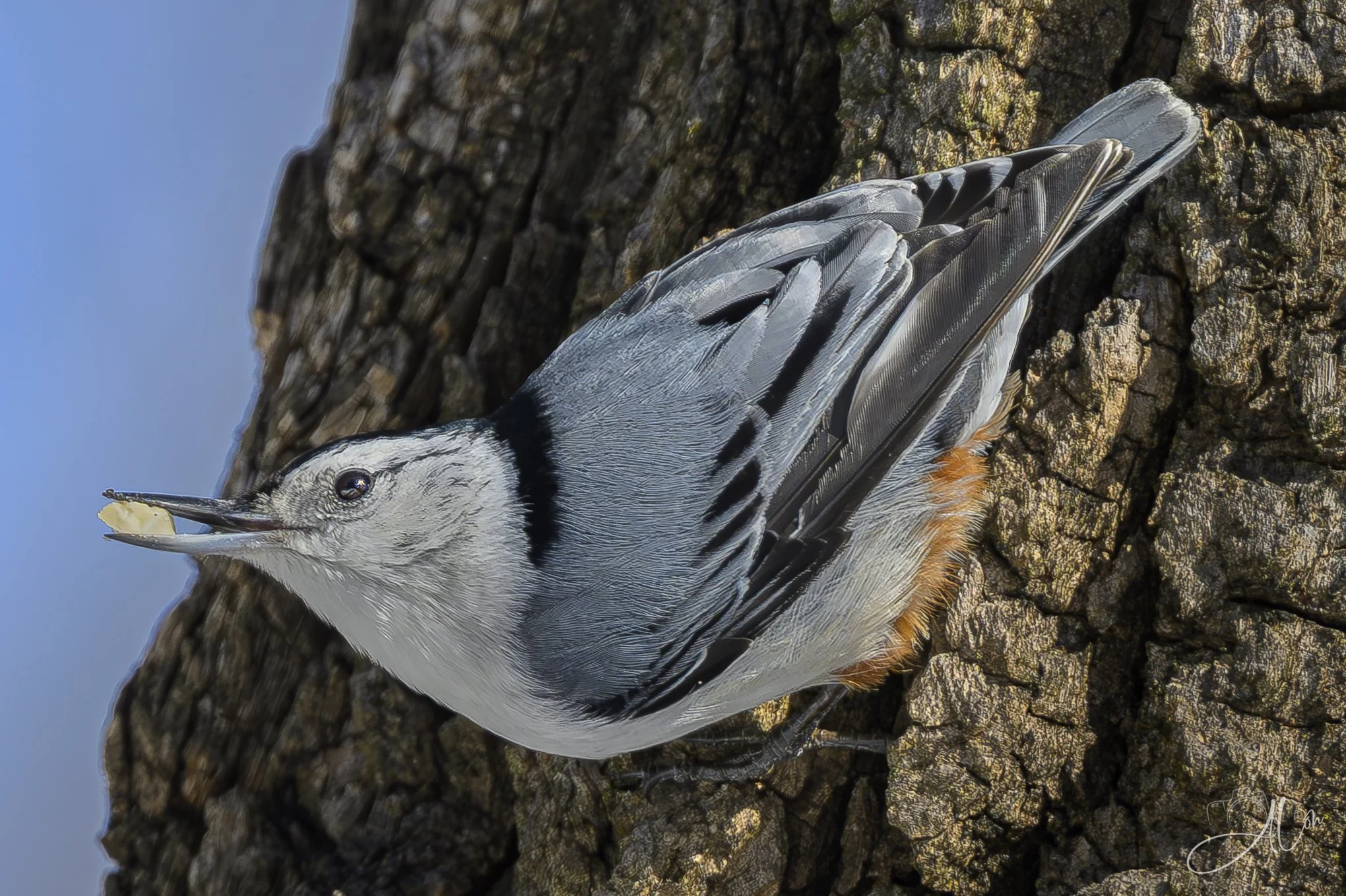 Finders Keepers
(White-Breasted Nuthatch
0Z88778