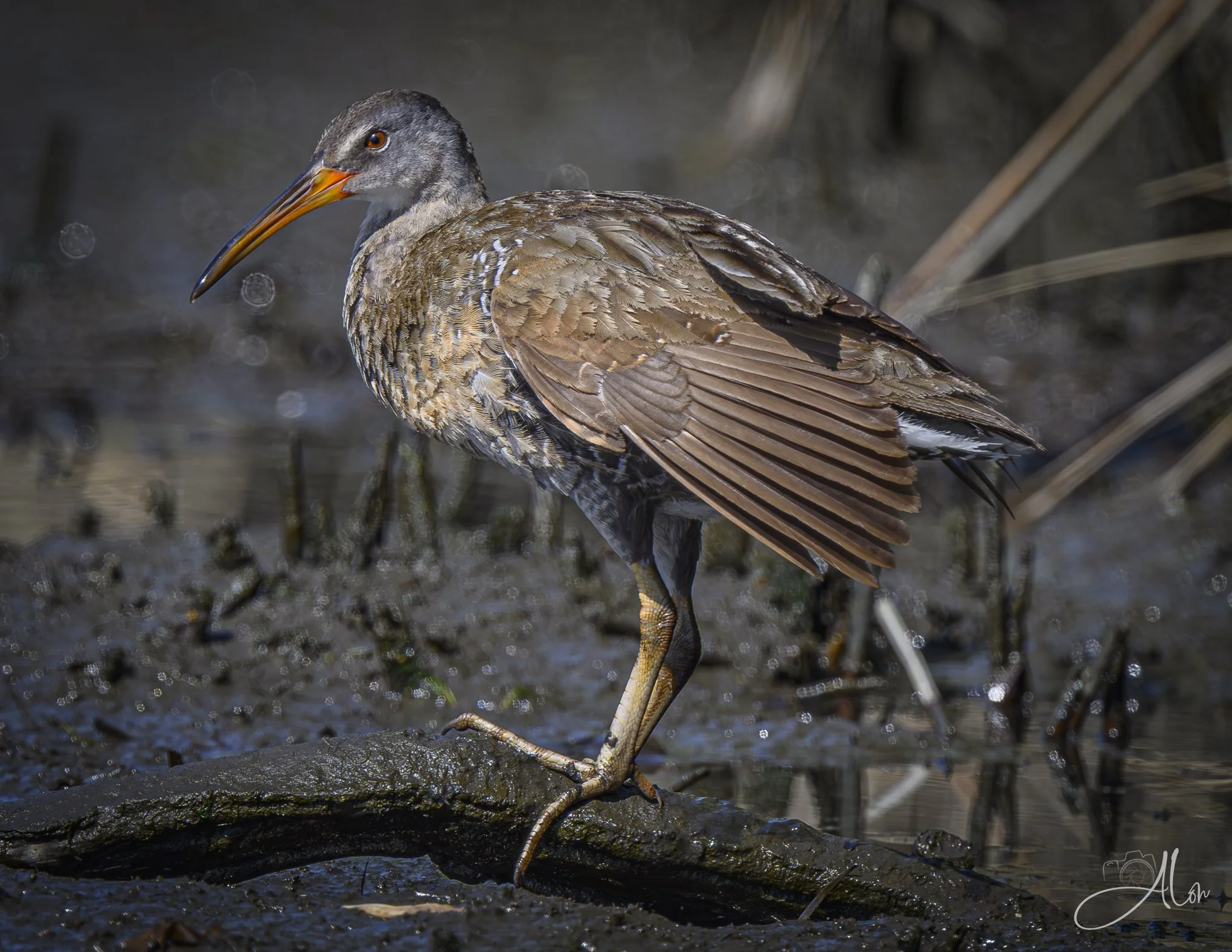 Turkey-like (Clapper Rail) Z8070426_9555