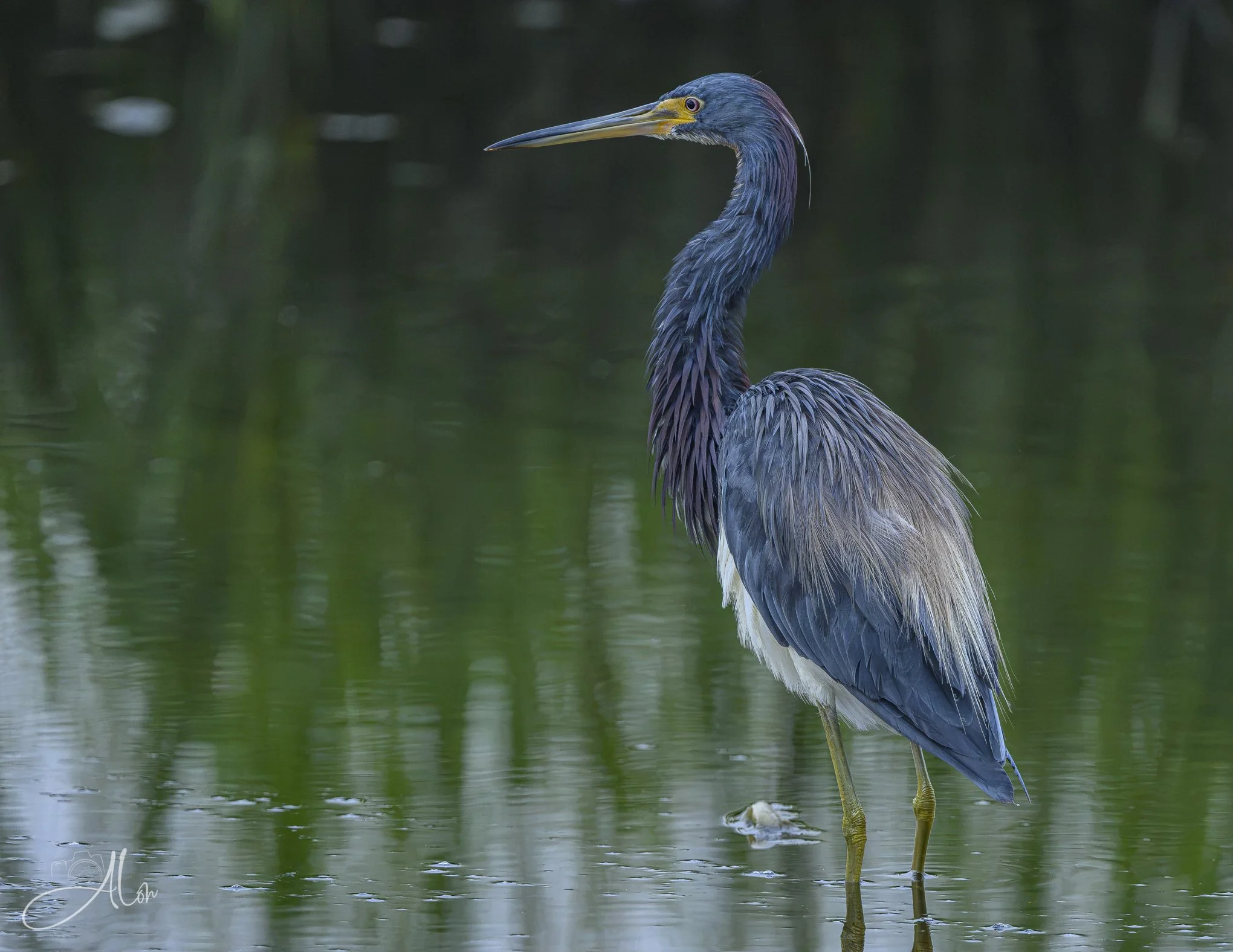 Three Things (Tricolored Heron) 081926_0089