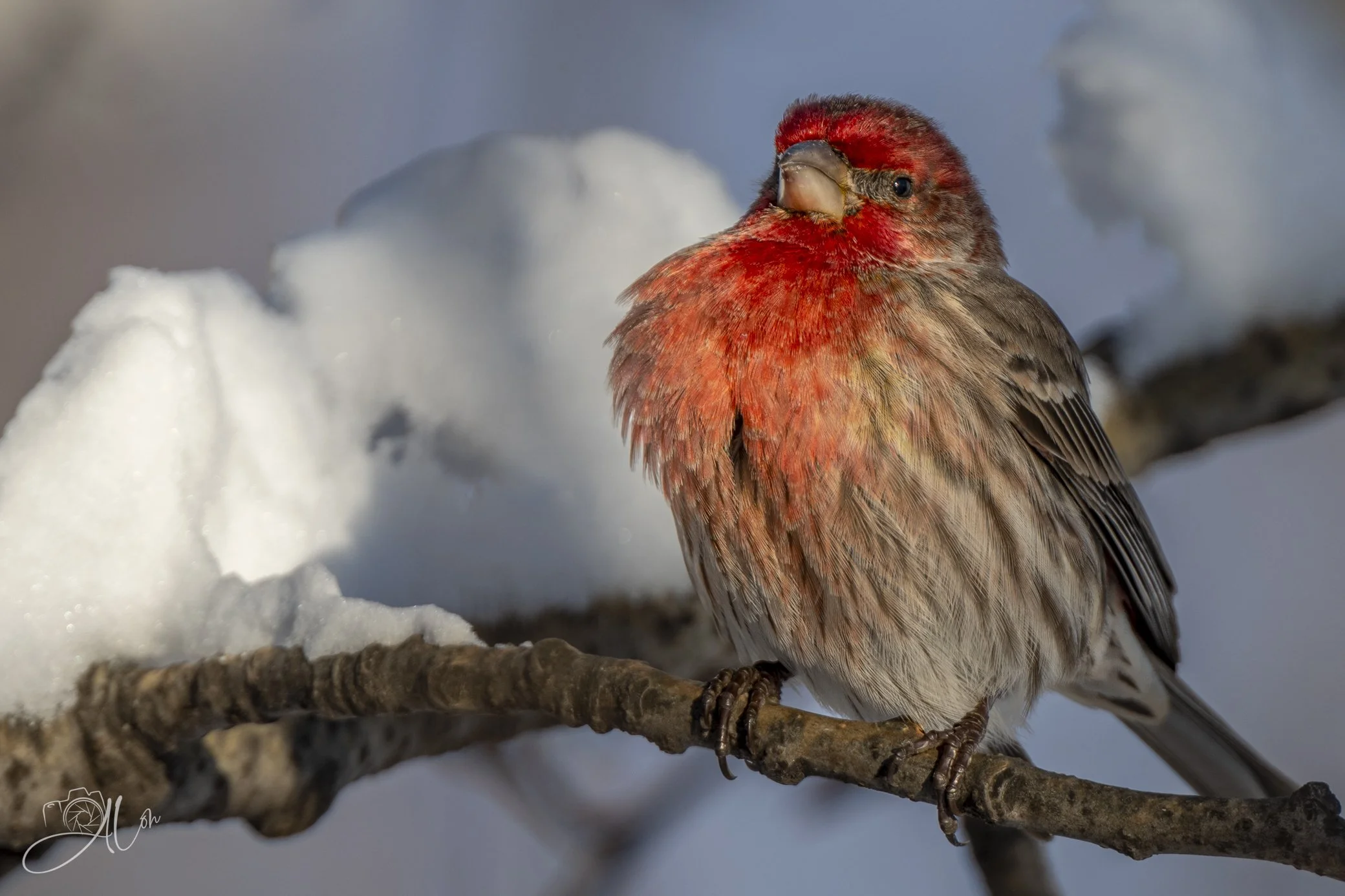 Crimson Pride
(House Finch)
_0Z87935
