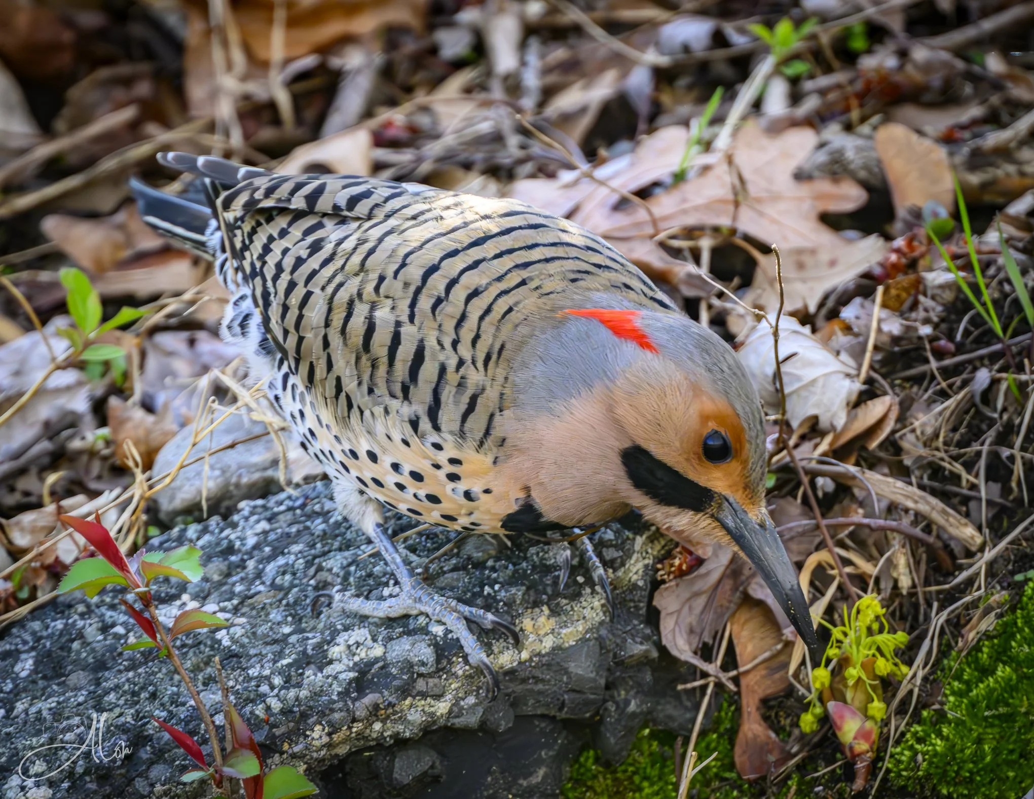 Sifting
(Northern Flicker)
0Z81773