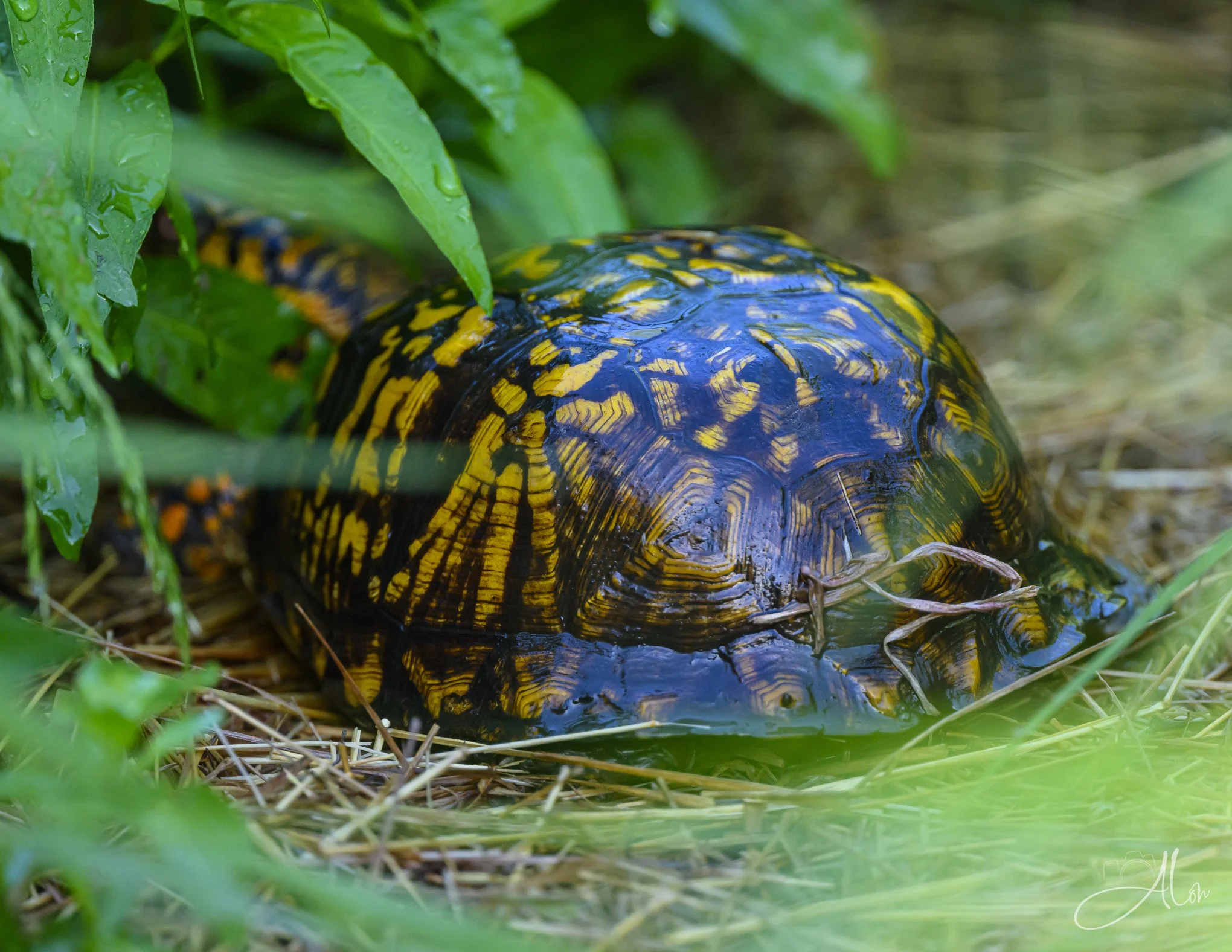 Boxed In (Box Turtle) 0Z89593