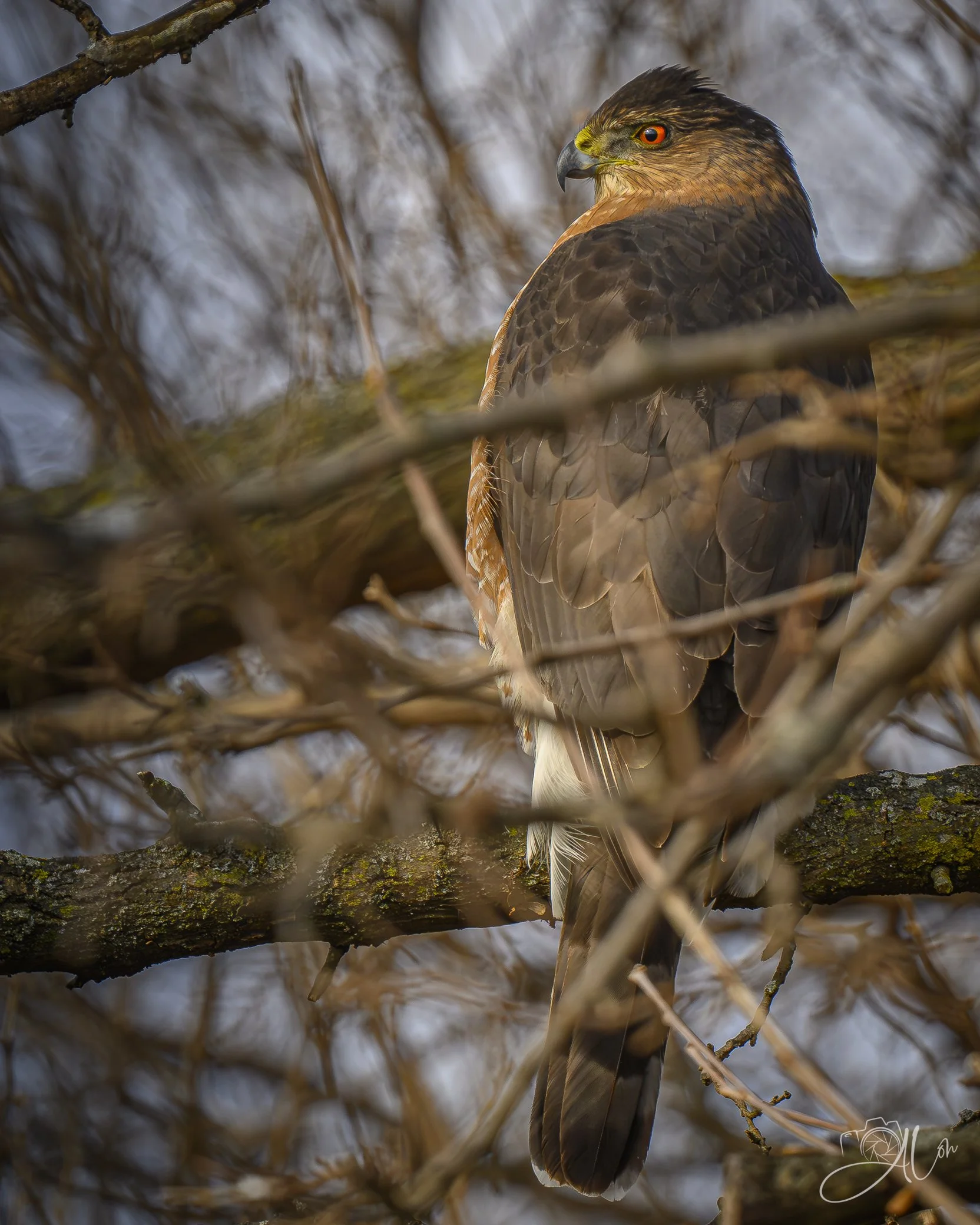 At the Backyard Buffet
(Sharp-Shinned Hawk)
0Z84731