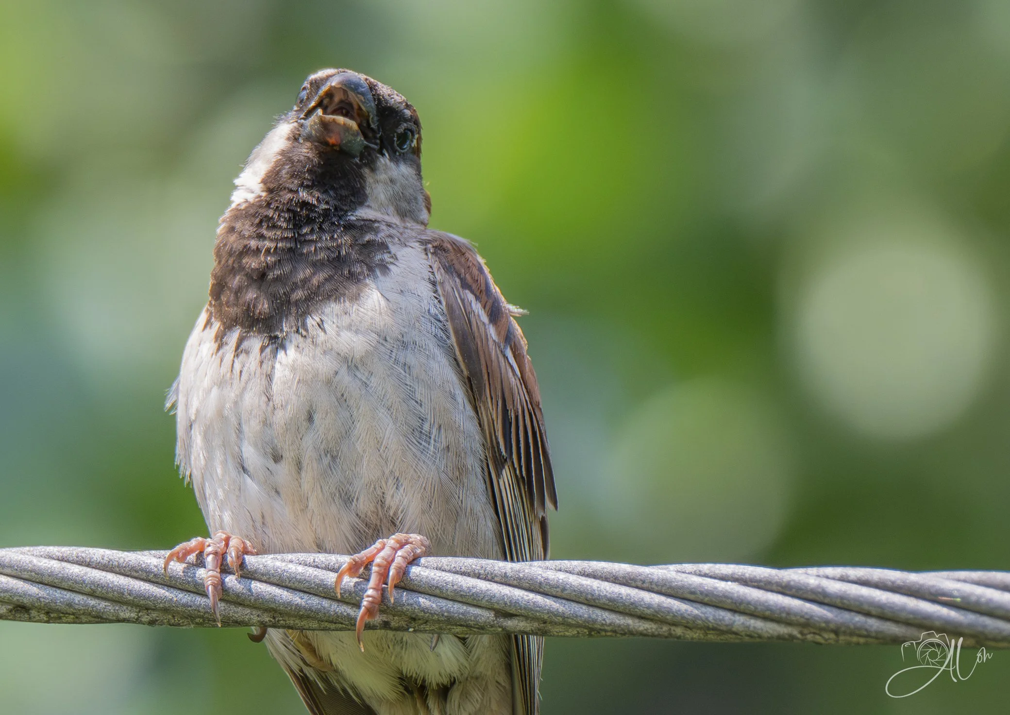 Belting One Out
(House Sparrow)
0Z86778