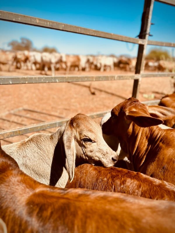 A group of calves, including a light gray one, resting on a farm with a metal fence and a herd of cows in the background under a blue sky.