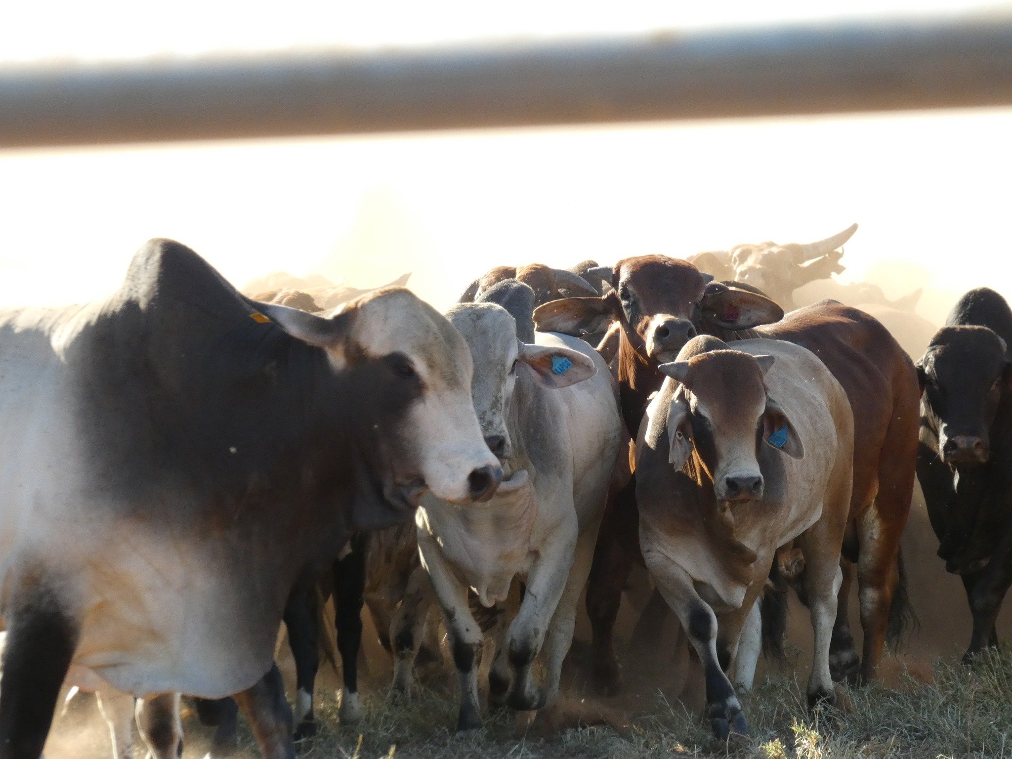 A group of cows standing closely together outdoors.