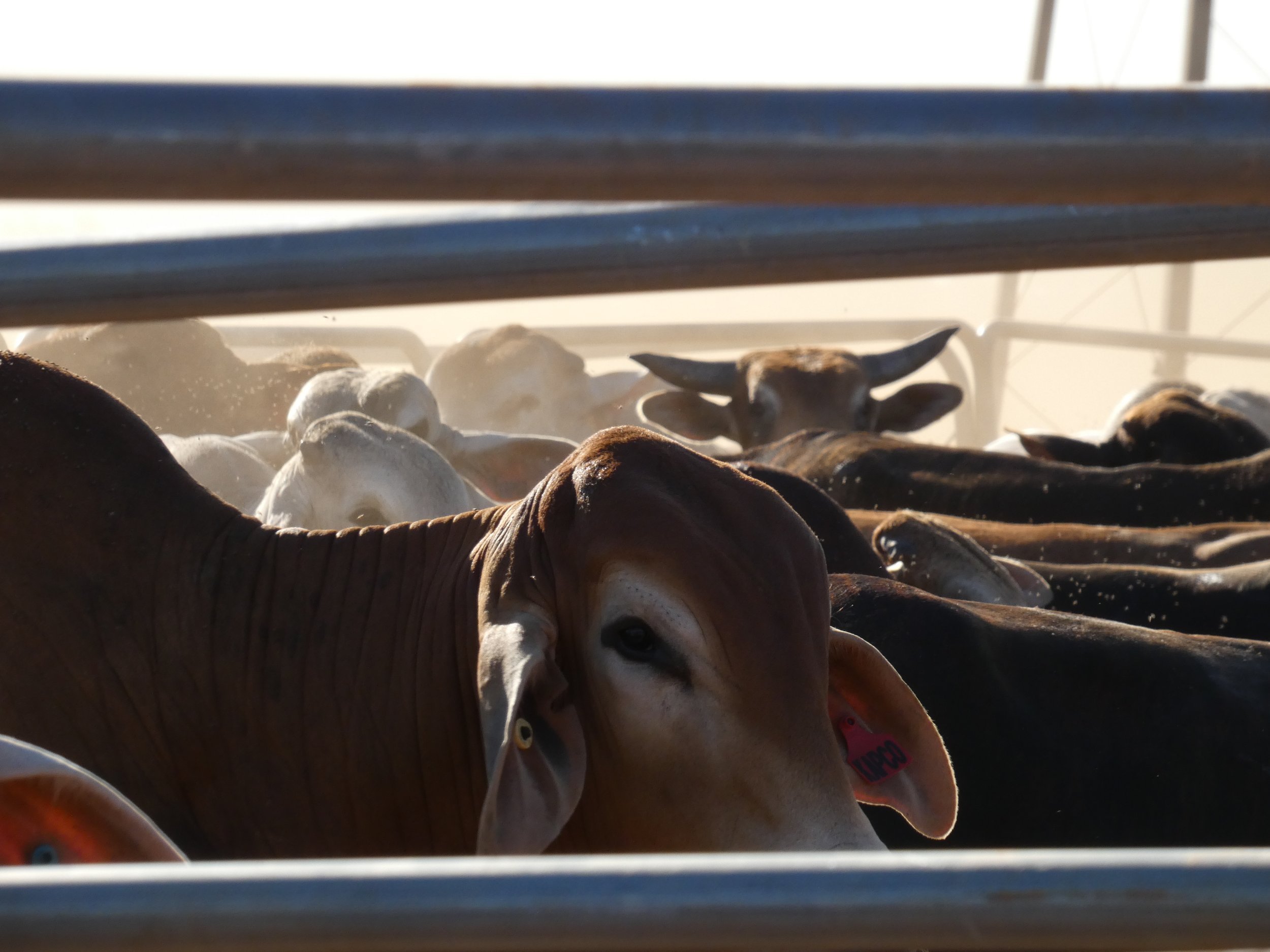 Dairy cows resting in a barn with bright sunlight coming through.