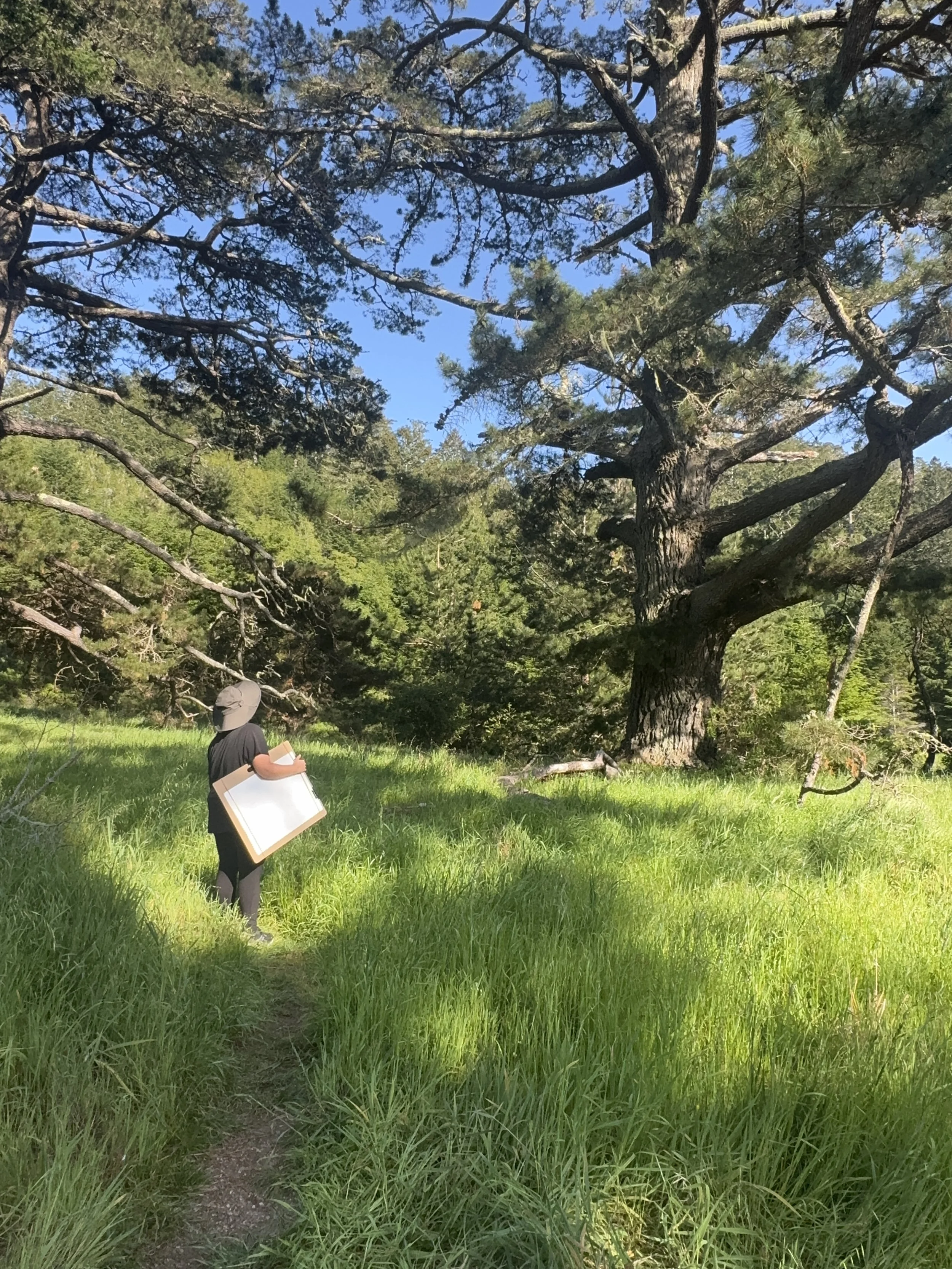 Champion Bishop Pine