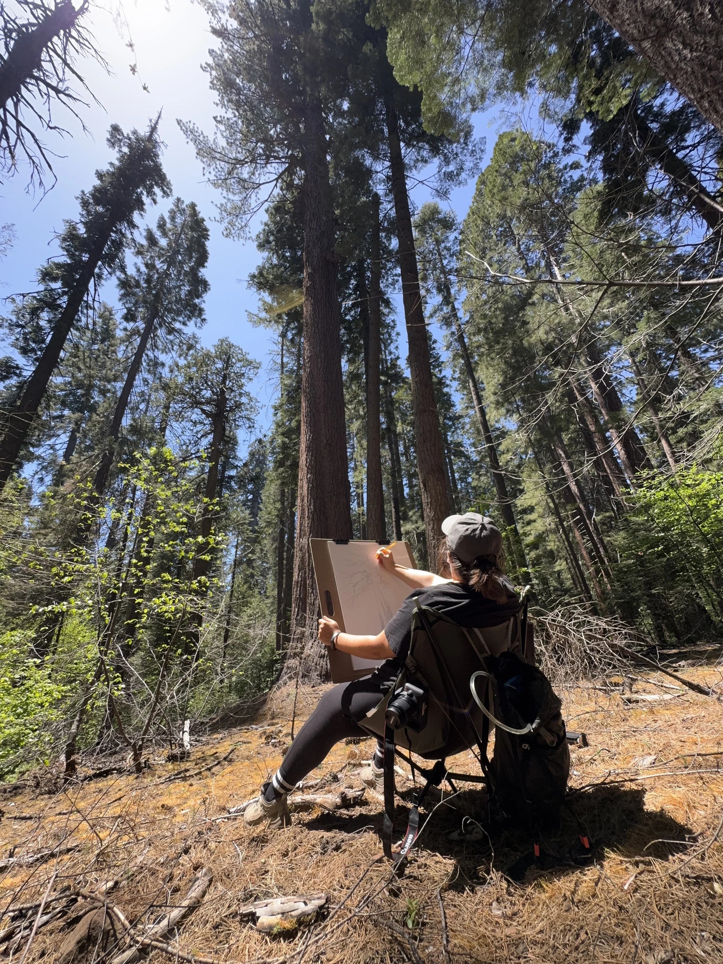 Champion Sugar Pine