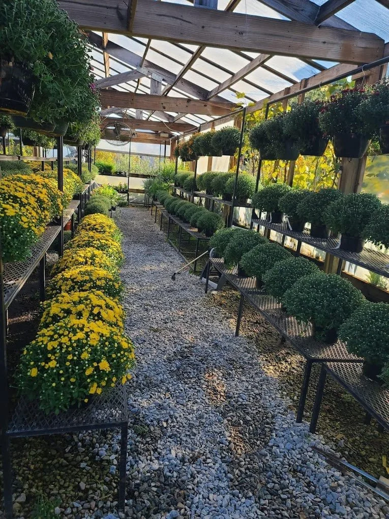 Inside a greenhouse with shelves of potted yellow and green flowering plants, gravel walkway, wooden beams, and transparent roof letting in sunlight.