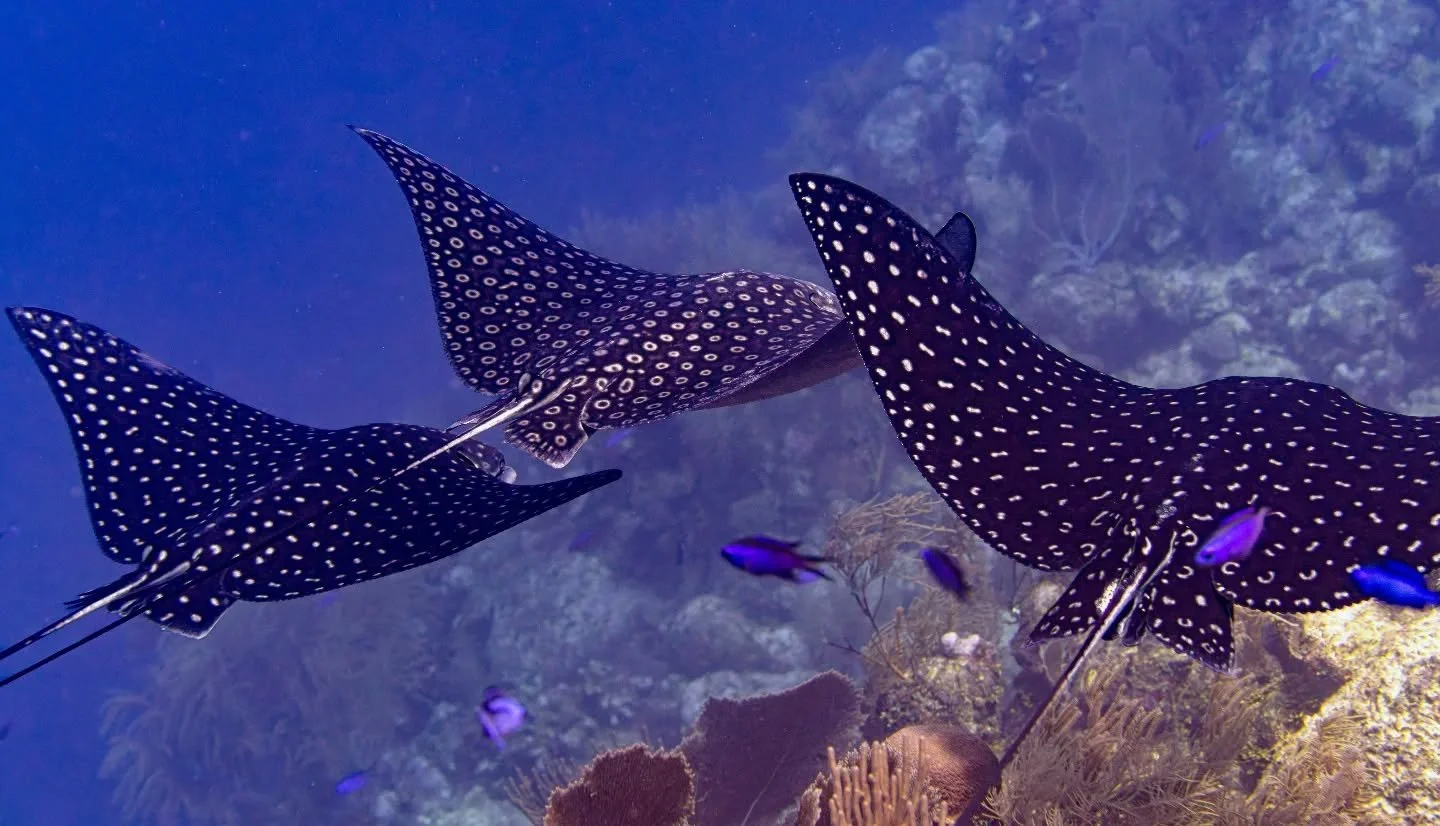 Roat&aacute;n, Honduras. Spotted eagle rays doing eagle ray stuff.&nbsp;

#scubaconnection #scubadiving #underwaterphotography #sonyalpha #spittedeagleray