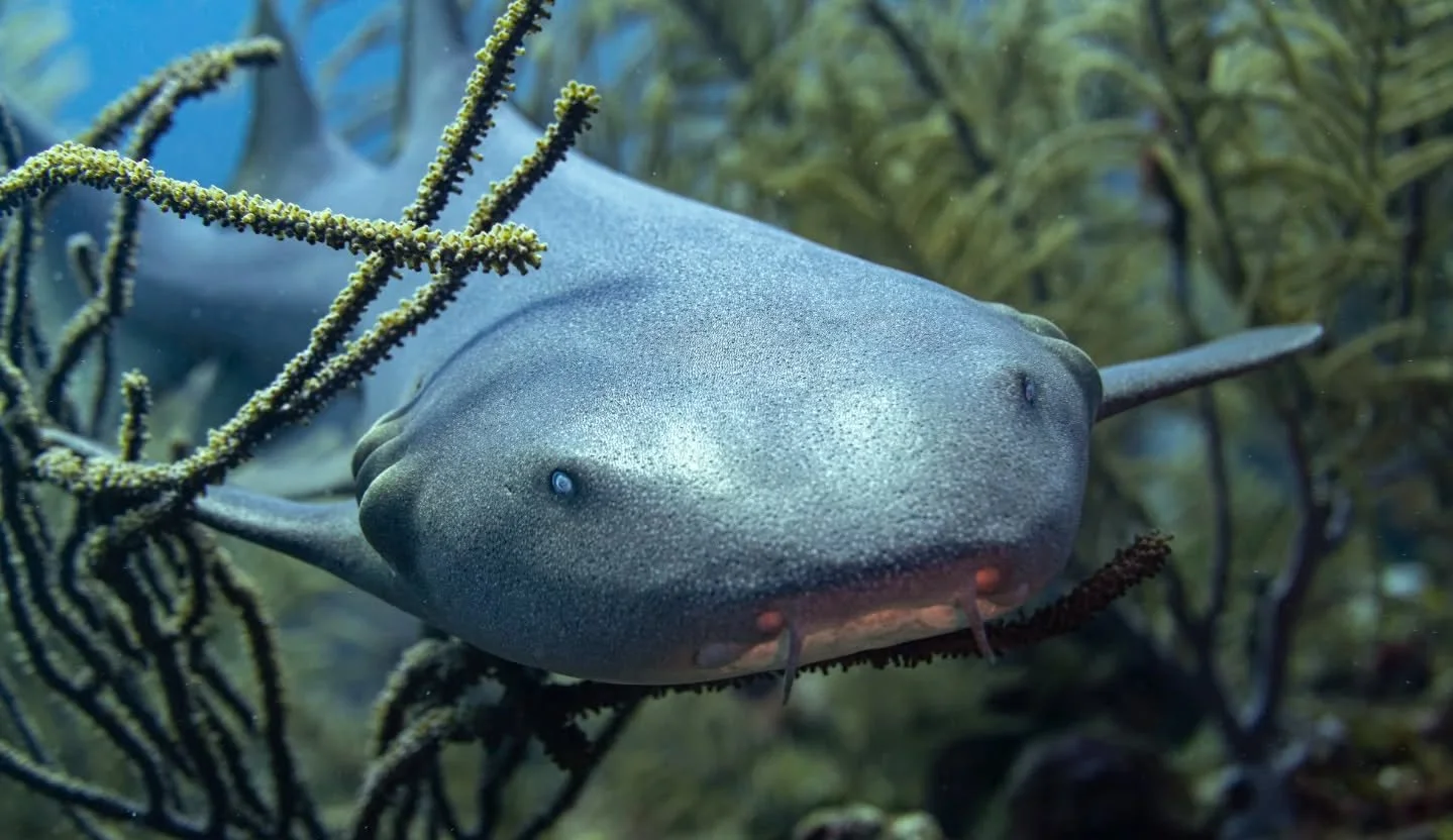 Roat&aacute;n, Honduras. Support Nurses! Even the shark kind.

#scubaconnection #scubadiving #underwaterphotography #sonyalpha #nurseshark