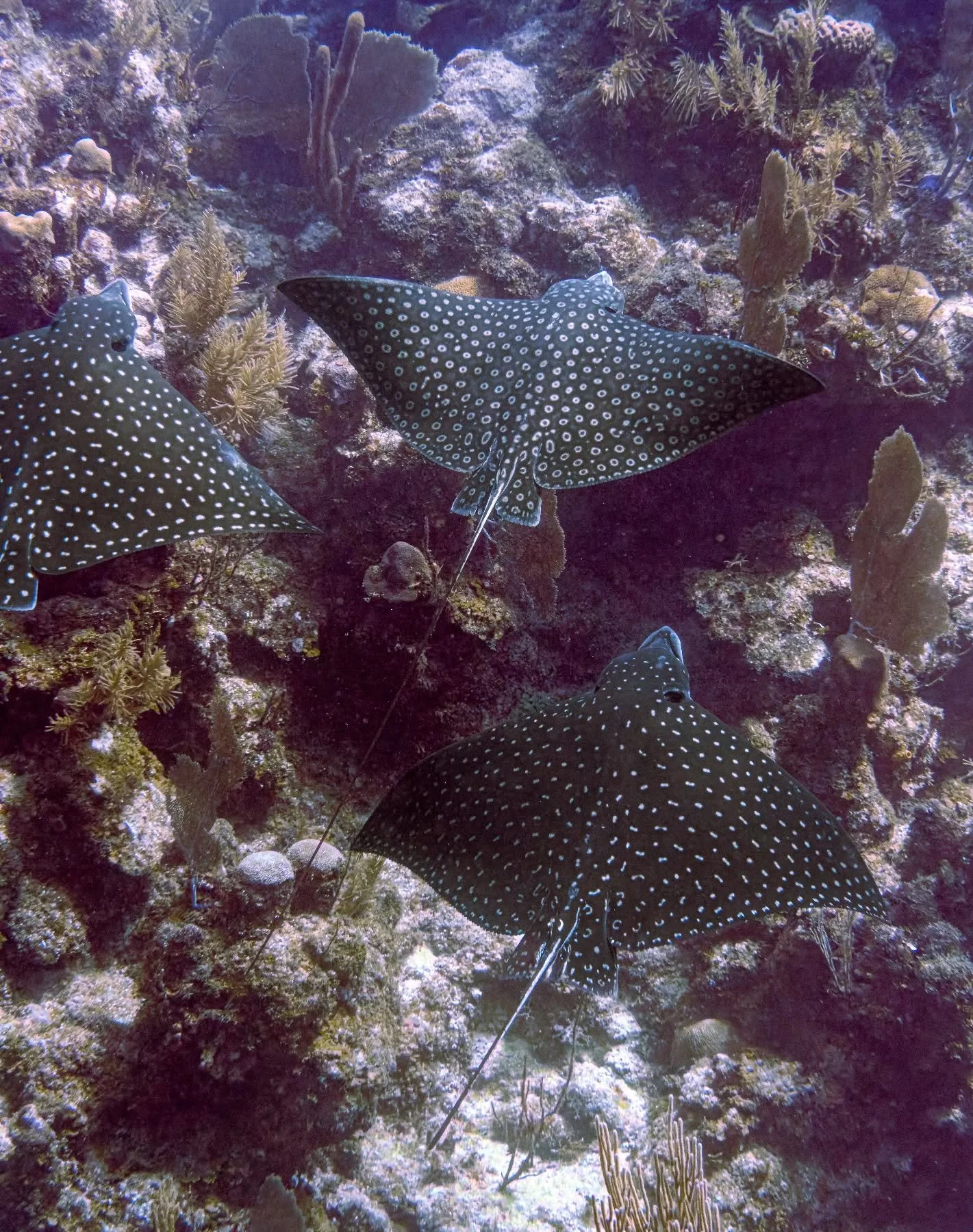 Roat&aacute;n, Honduras. Eagle Rays! First of many eagle ray pictures.&nbsp;

#scubaconnection #scubadiving #underwaterphotography #sonyalpha #diving