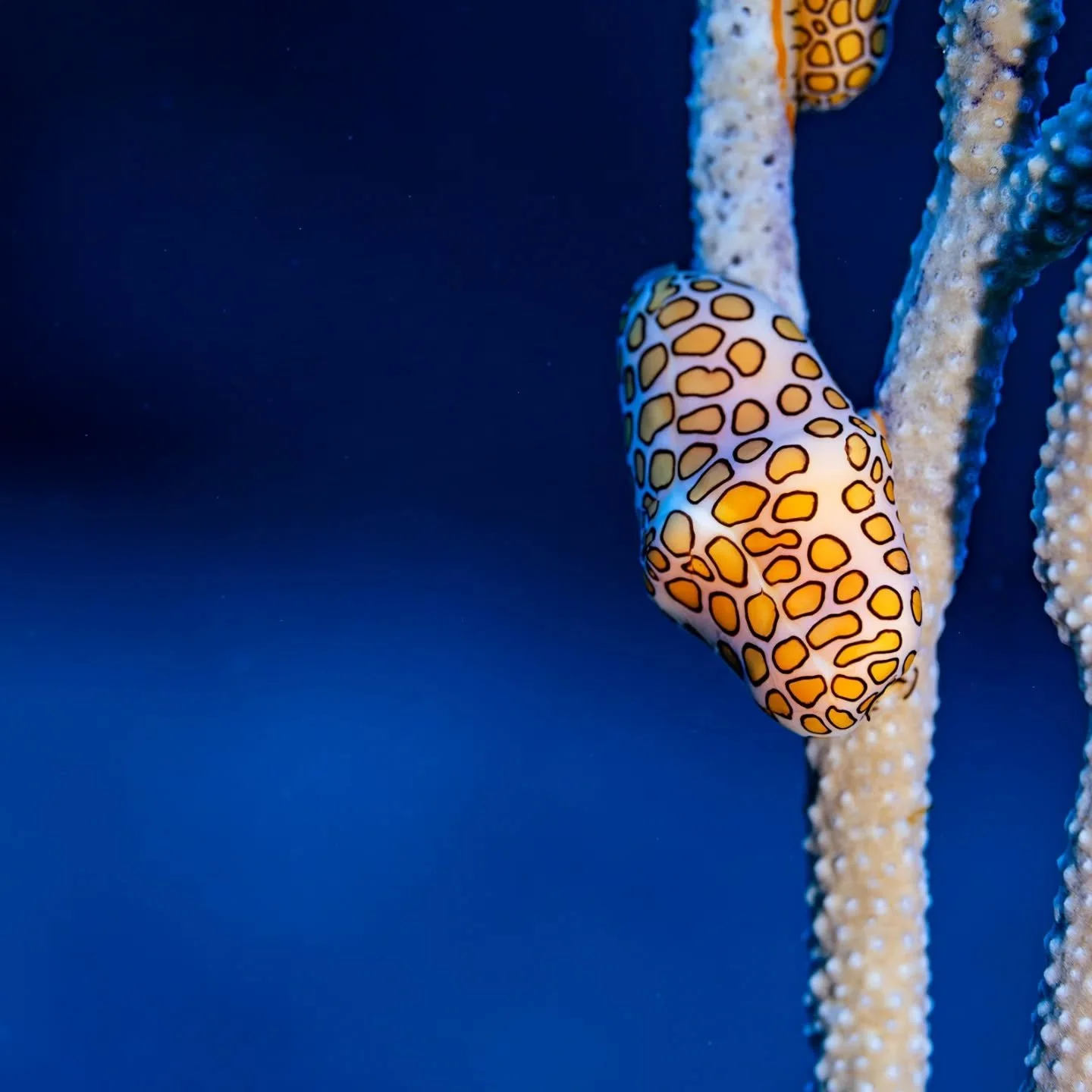 Roat&aacute;n, Honduras. Flamingo tongues. They are so smooth they like plastic.

#scubaconnection #scubadiving #underwaterphotography #sonyalpha #diving