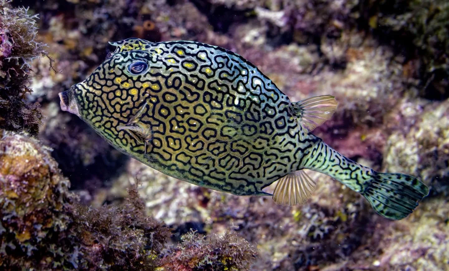 Roat&aacute;n, Honduras. Honeycomb Cowfish. This is a weird one.&nbsp;

#scubaconnection #scubadiving #underwaterphotography #sonyalpha #diving