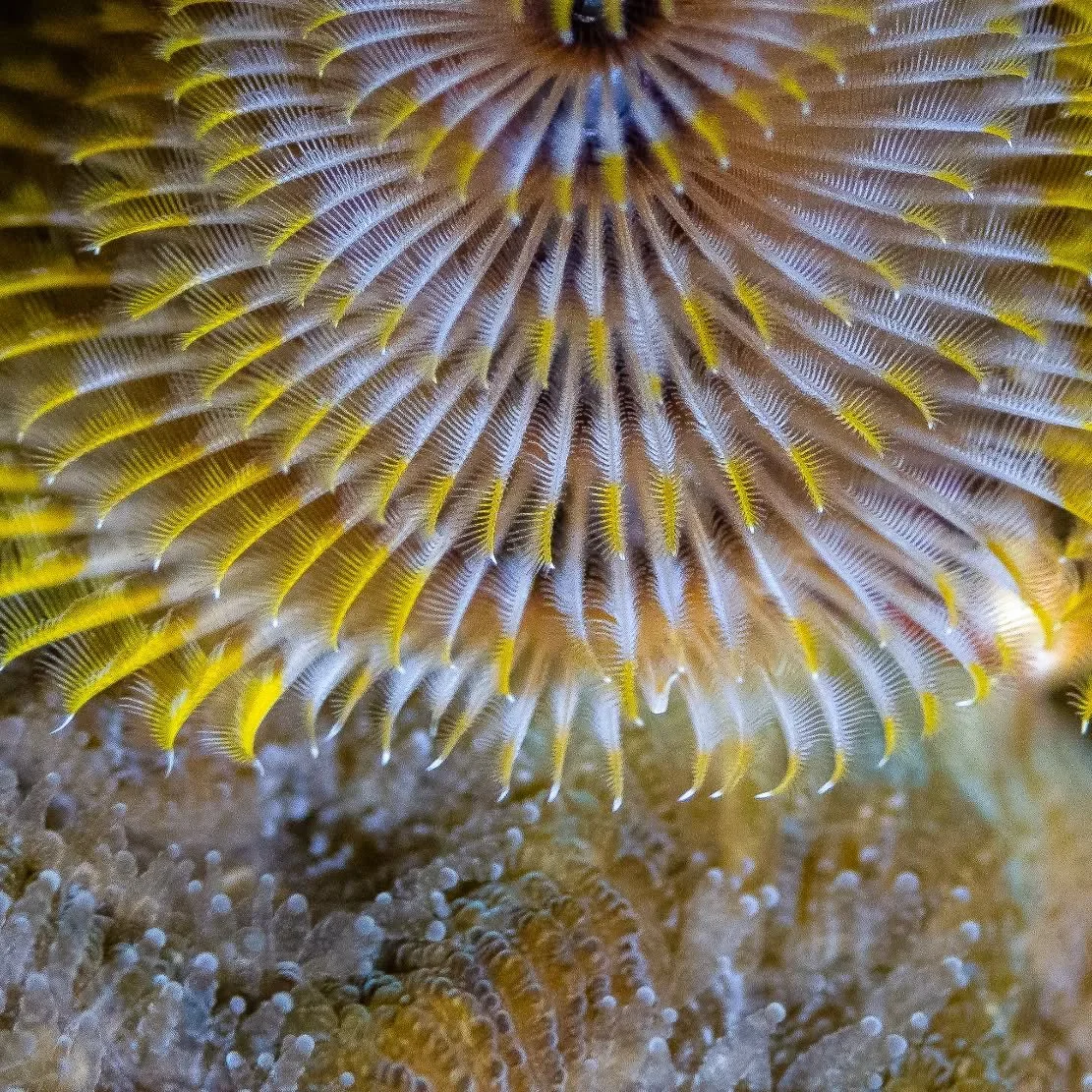 Roat&aacute;n, Honduras. Christmas tree worm on some brain coral.&nbsp;

#scubaconnection #scubadiving #underwaterphotography #sonyalpha #diving