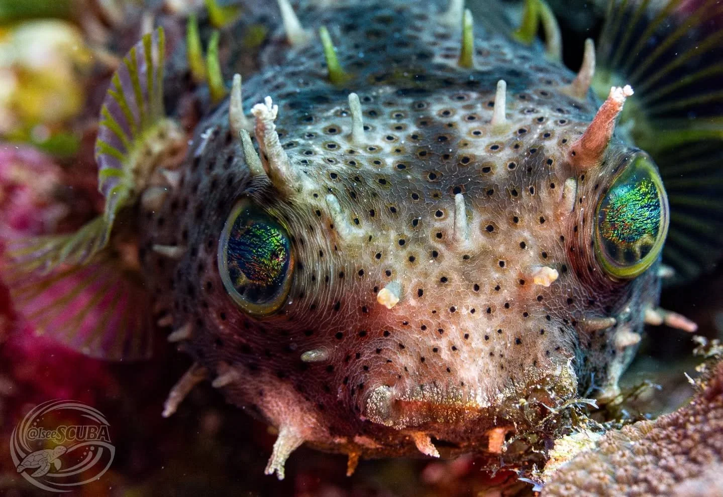 Roat&aacute;n, Honduras. Bridled Burrfish, Oh what a beautiful fish🐡

#NatGeoYourShot #scubaconnection #scubadiving #underwaterphotography #sonyalpha