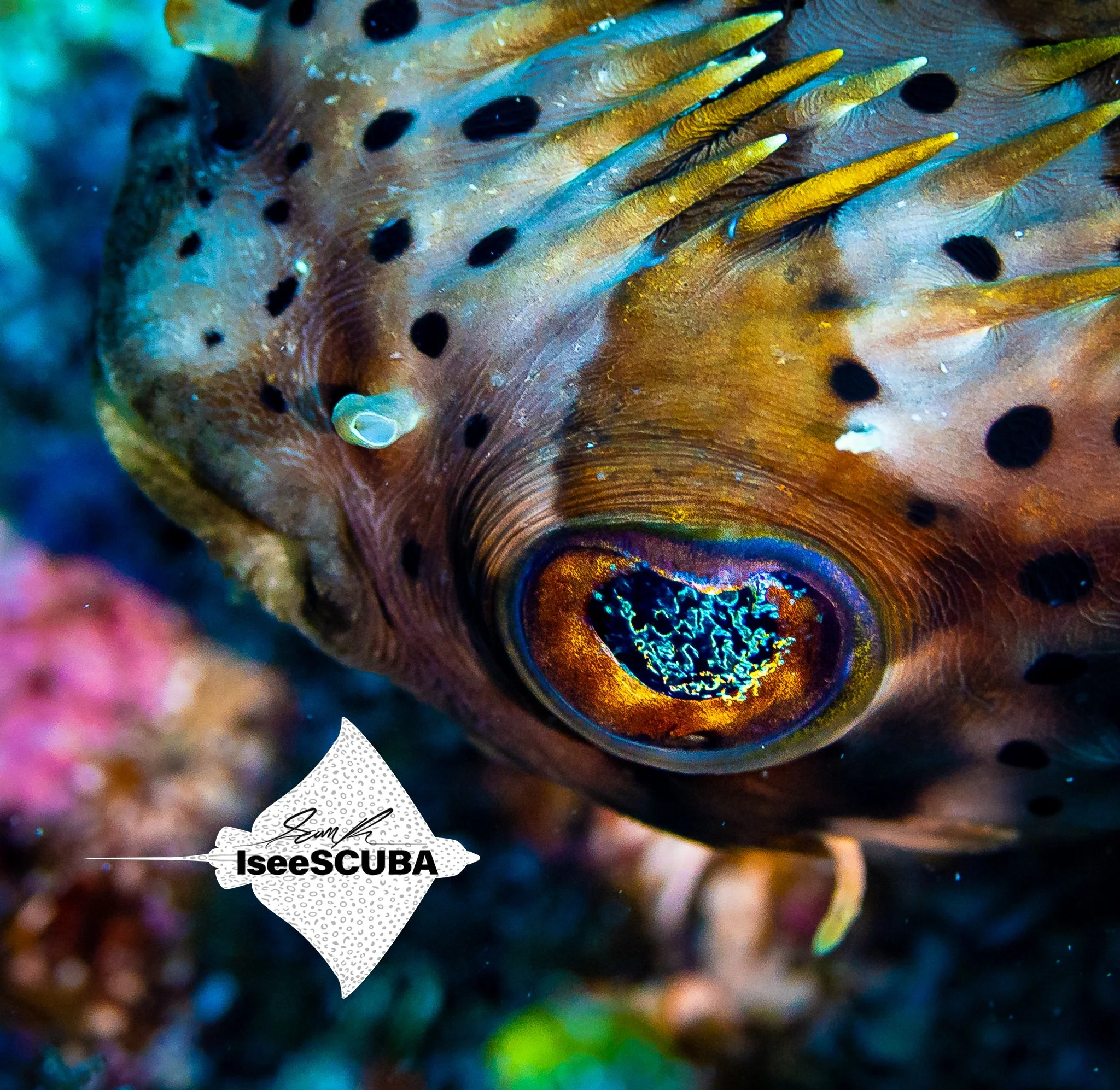 Brittle Burrfish