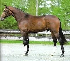 Fianna Mock Ad - 2018 16.1hh Bay Dutch WB Gelding