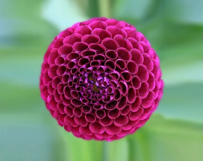 Dahlia_670.jpg