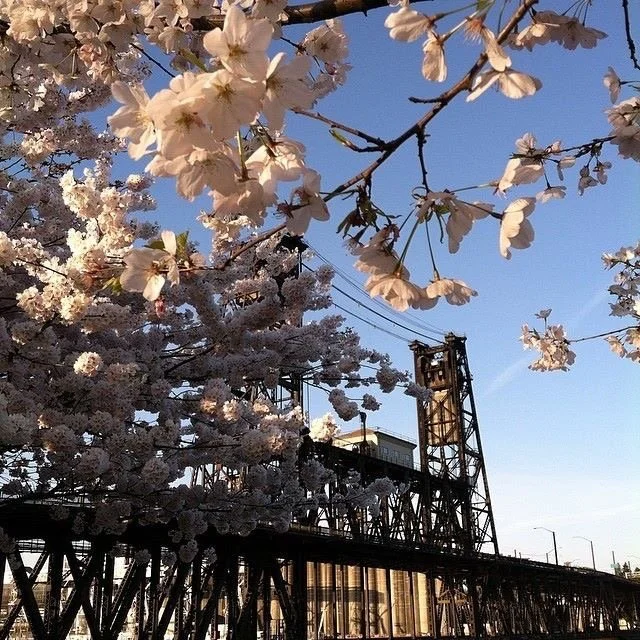 cherry Blossome bridge 1.JPG