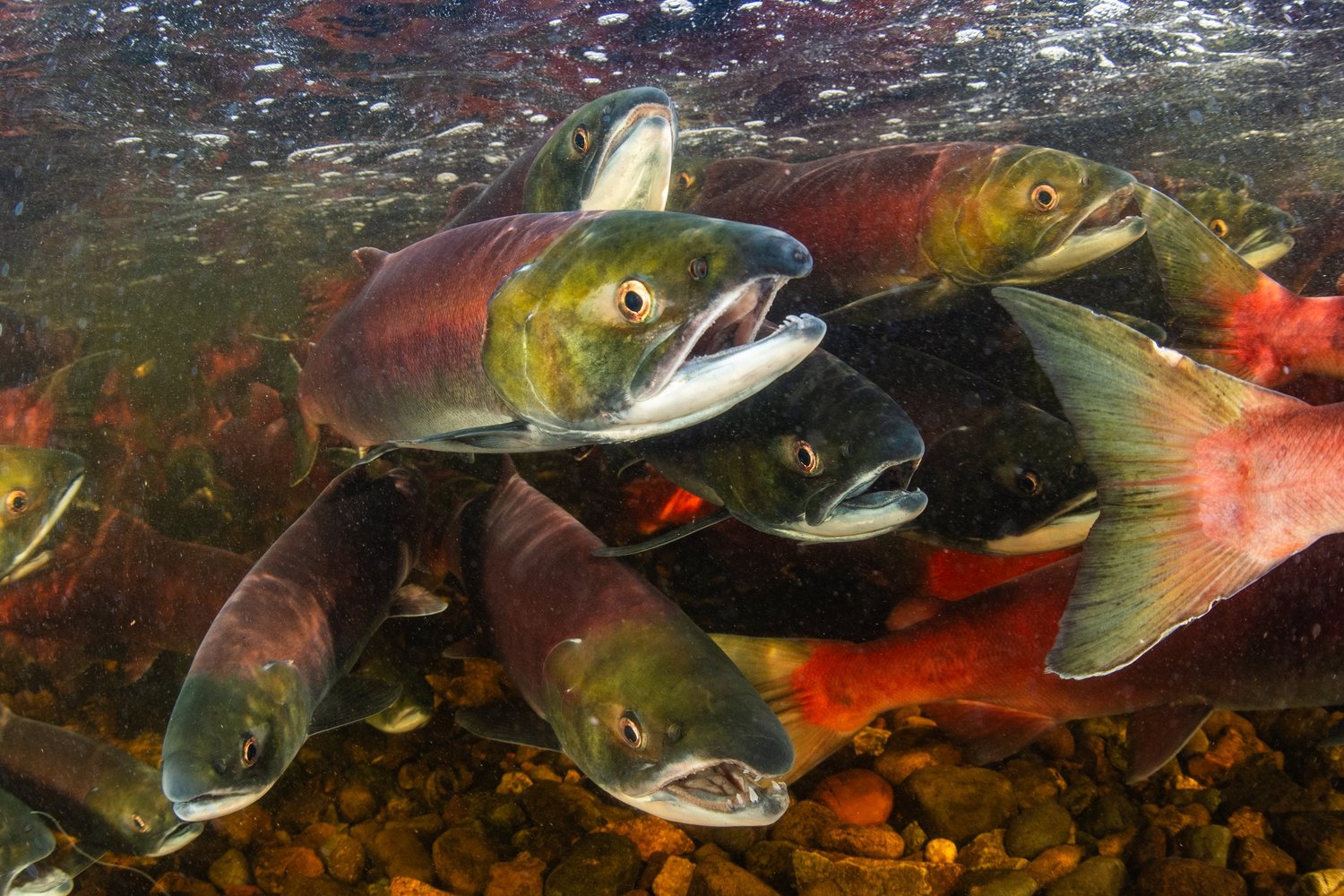 Natural history photograph
