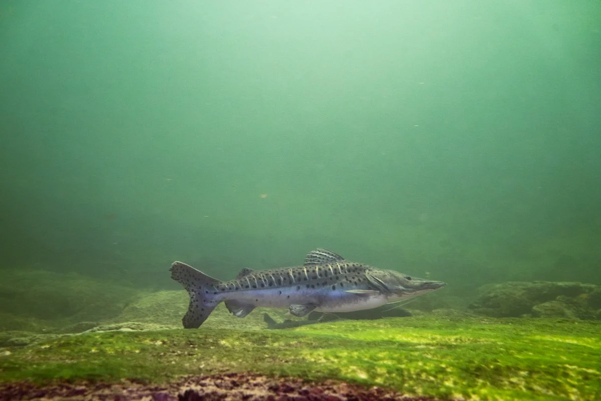 Underwater wildlife
