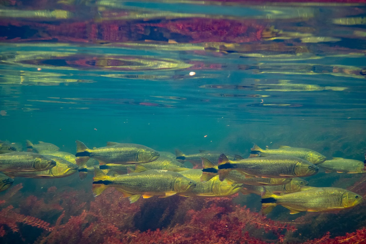 Underwater photograph