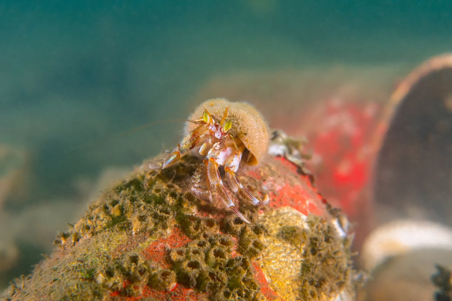 Wildlife photograph