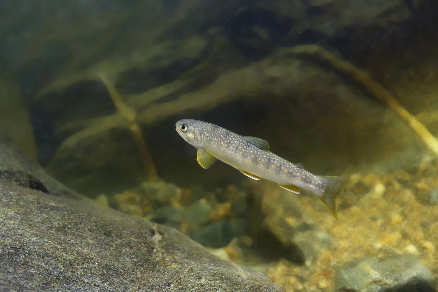 Coastal ecosystem