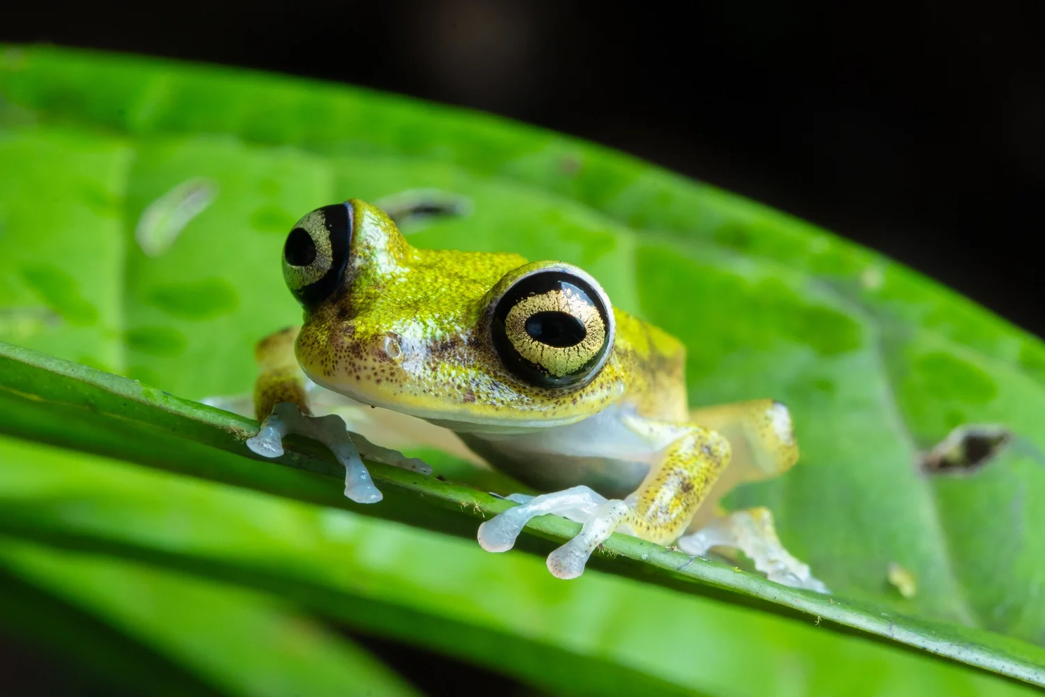 Amazon river expedition