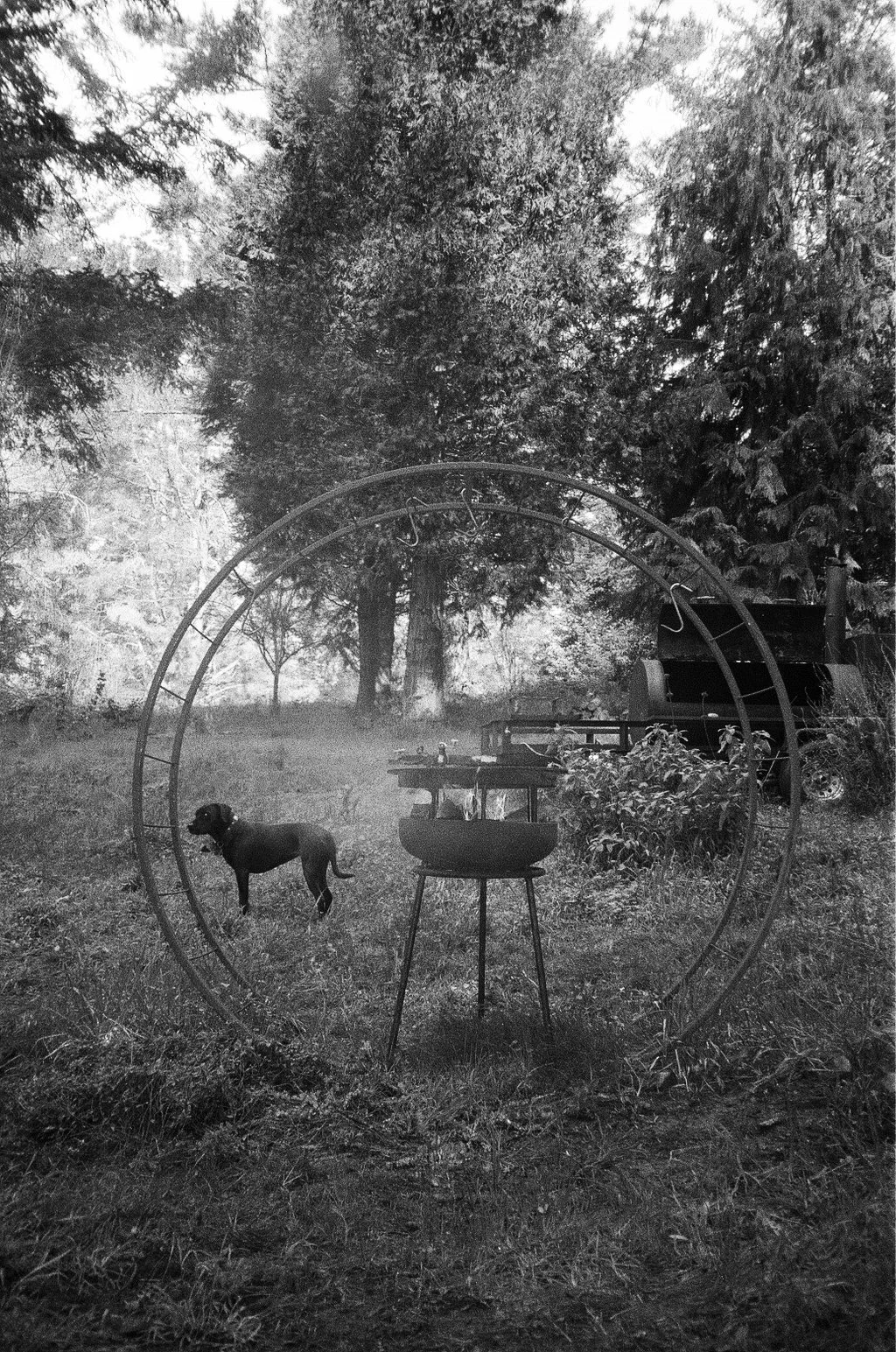 A black-and-white photo of a backyard garden with a circular metal frame, a small grill, a dog, and trees in the background.
